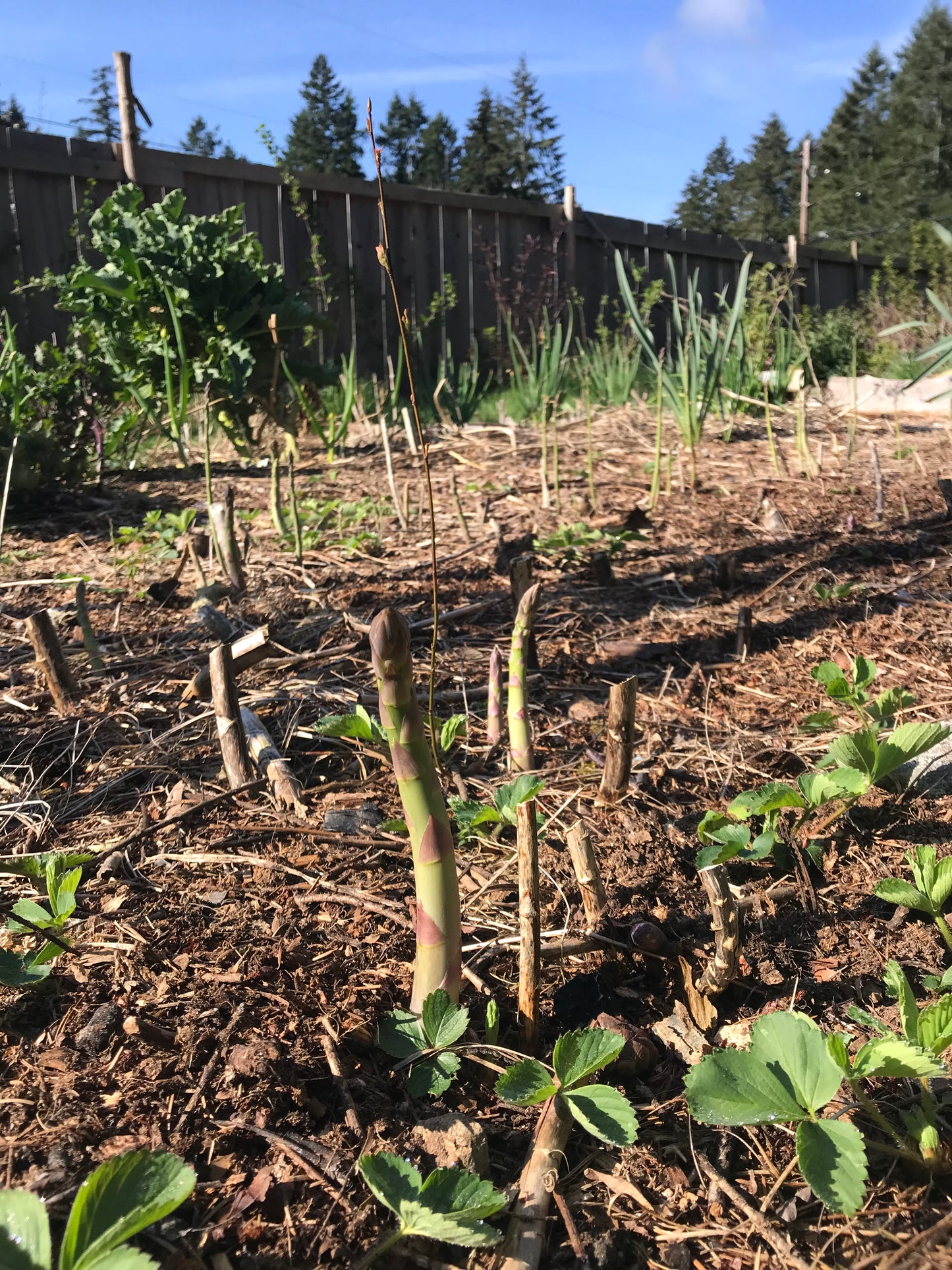 Asparagus Mix Seeds - Asparagus officinalis