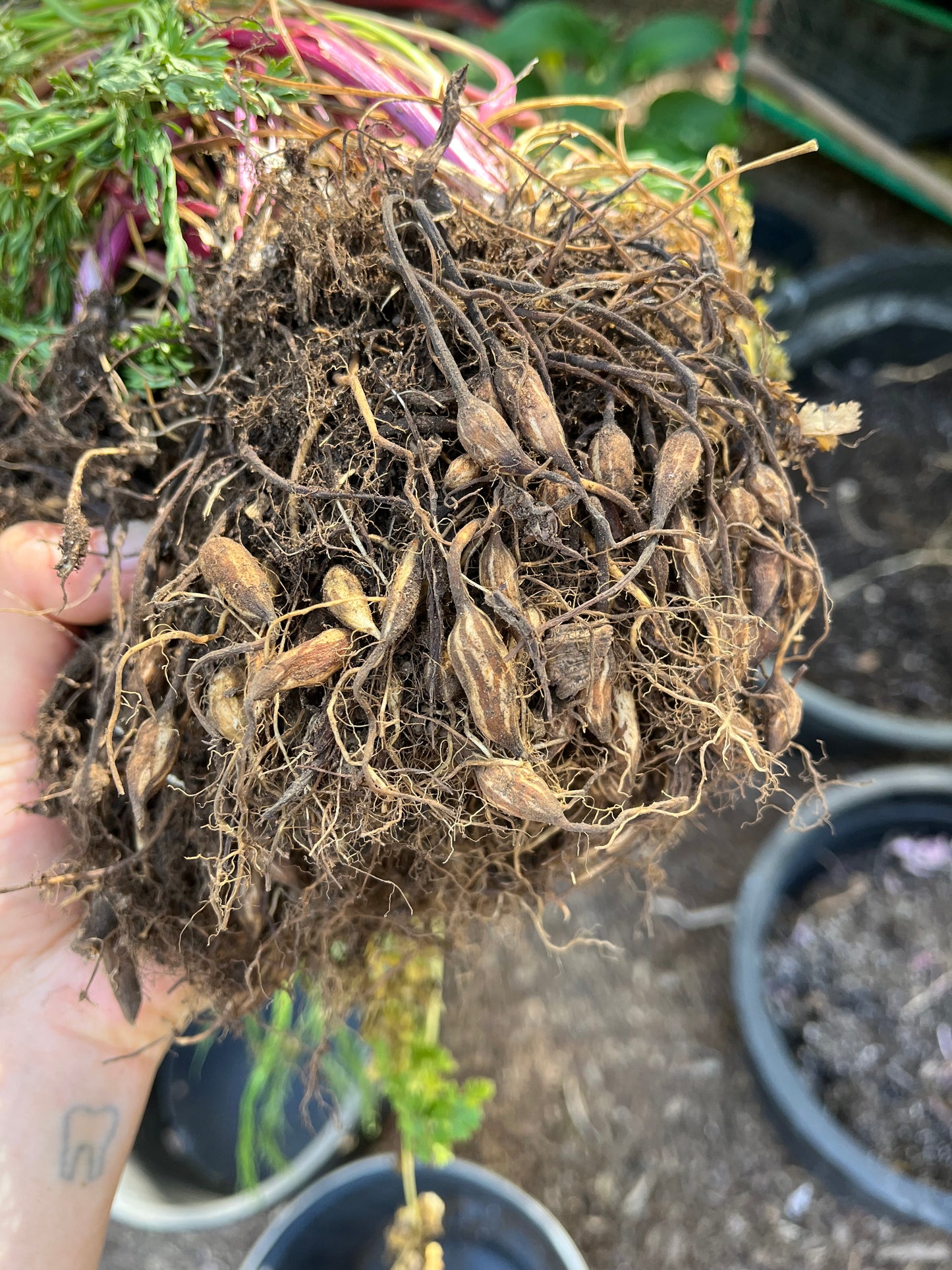 Meadow Parsley Seeds - Oenanthe pimpinelloides - Corky Fruited Water Dropwort, Earth Chestnut