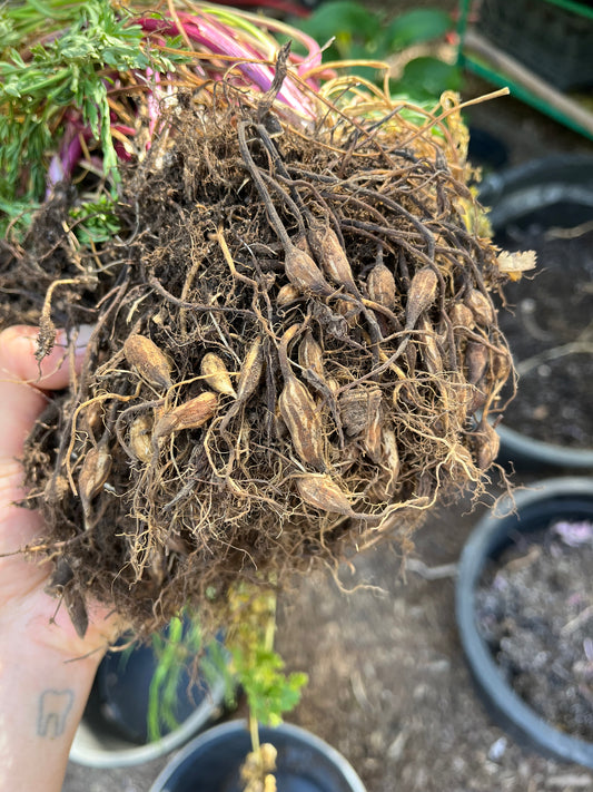 Meadow Parsley Seeds - Oenanthe pimpinelloides - Corky Fruited Water Dropwort, Earth Chestnut