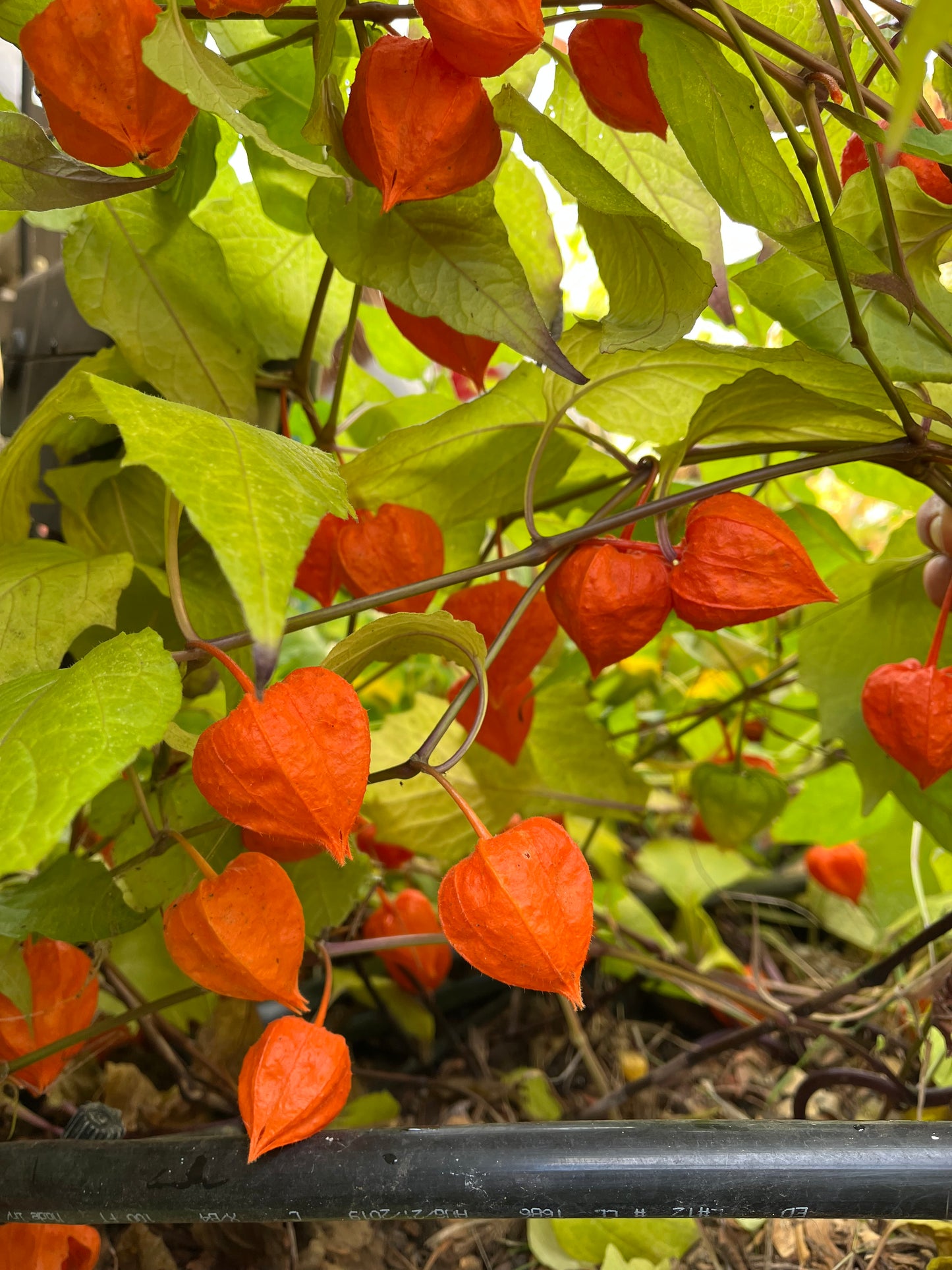 Edible Chinese Lantern Seeds - Physalis alkagengi - Stawberry Groundcherry, Winter Cherry