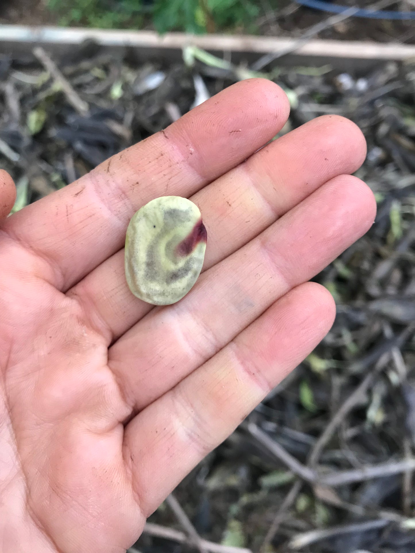 Diversity Fava Bean Seeds - Vicia faba - Broad Bean Seeds