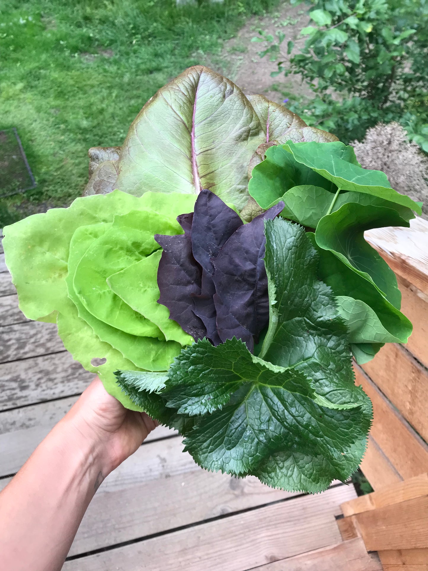 Gomchwi - Ligularia fischeri - Fischer's Ragwort, Fischer's Leopard Plant, Gomchee, Gom Chwi, 곰취