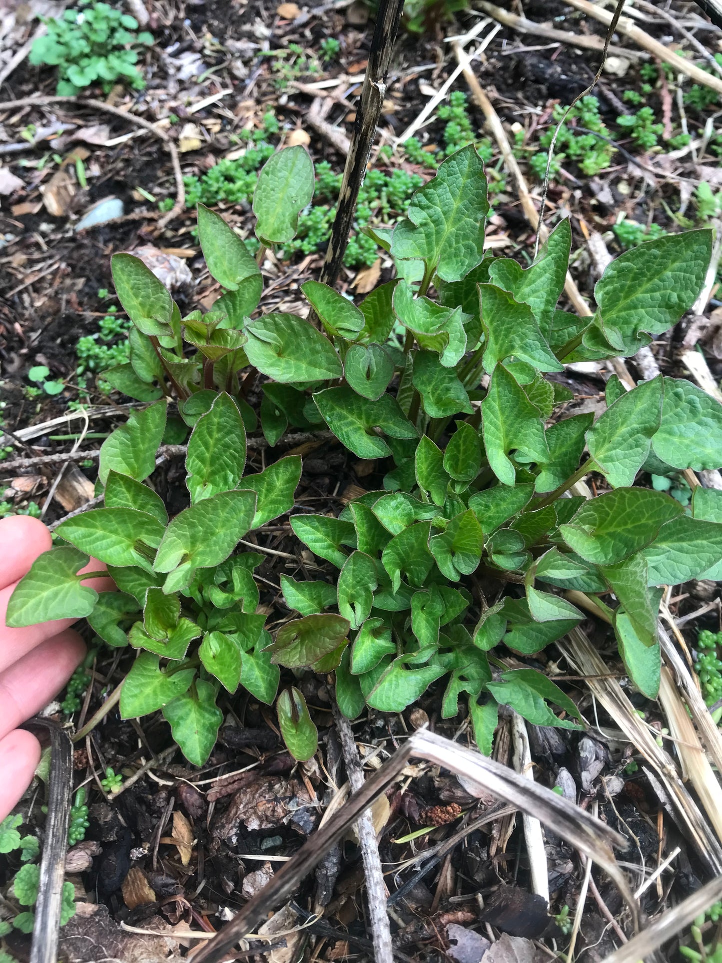 Good King Henry Seeds - Blitum bonus henricus