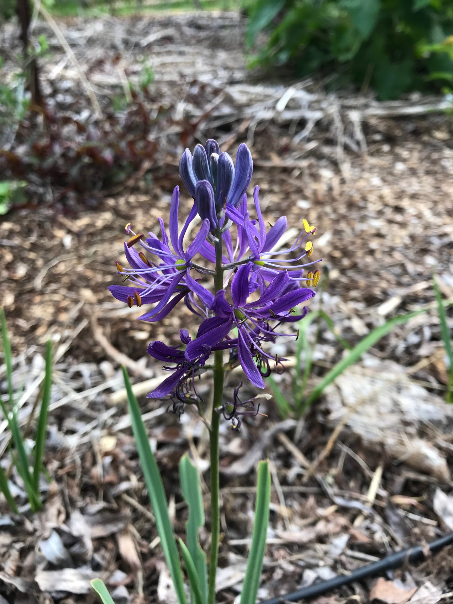 Common Camas Seeds - Camassia quamash - speenhw