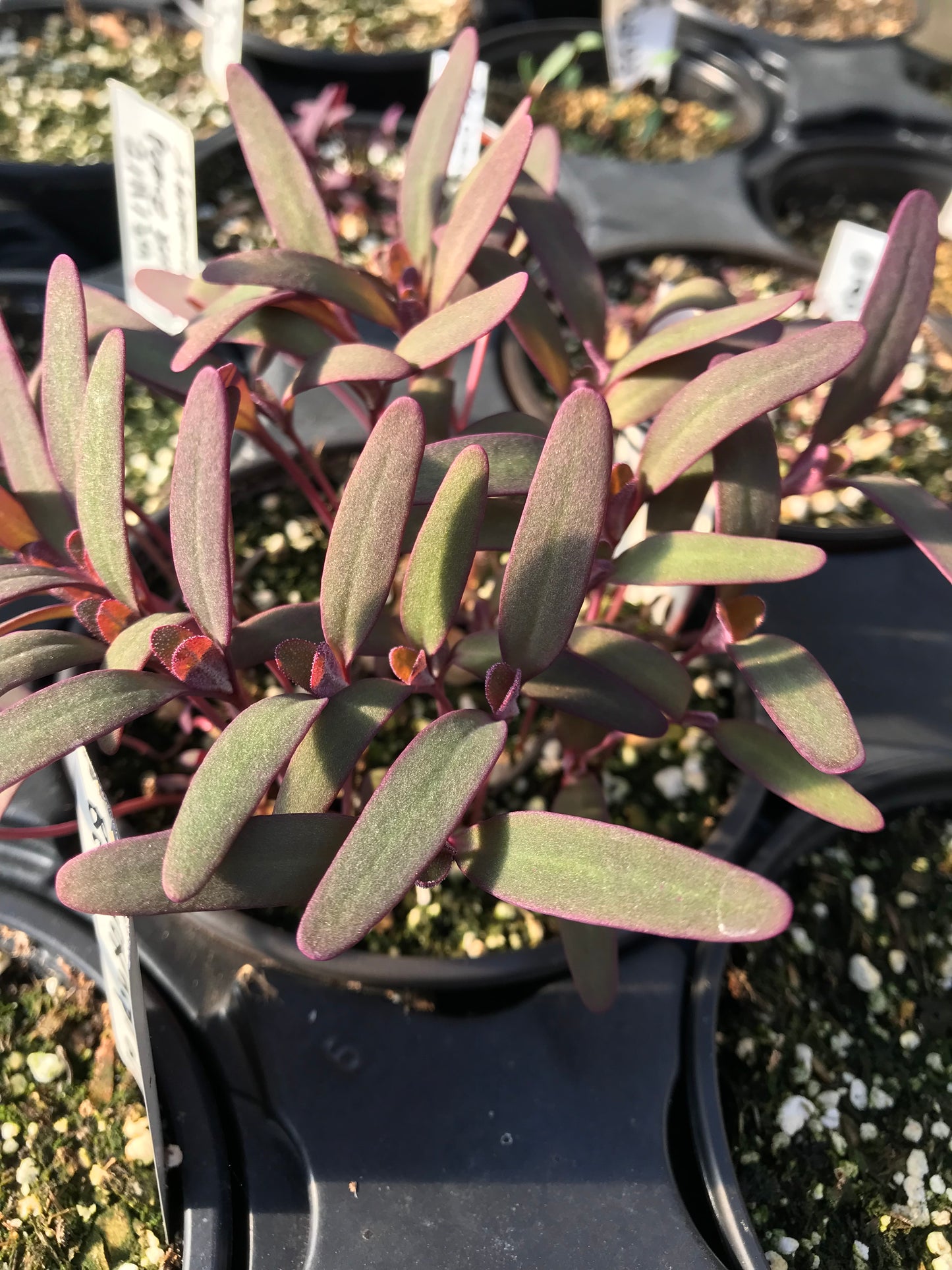 Rainbow Orach Seeds - Atriplex hortensis - Mountain Spinach, Garden Orache