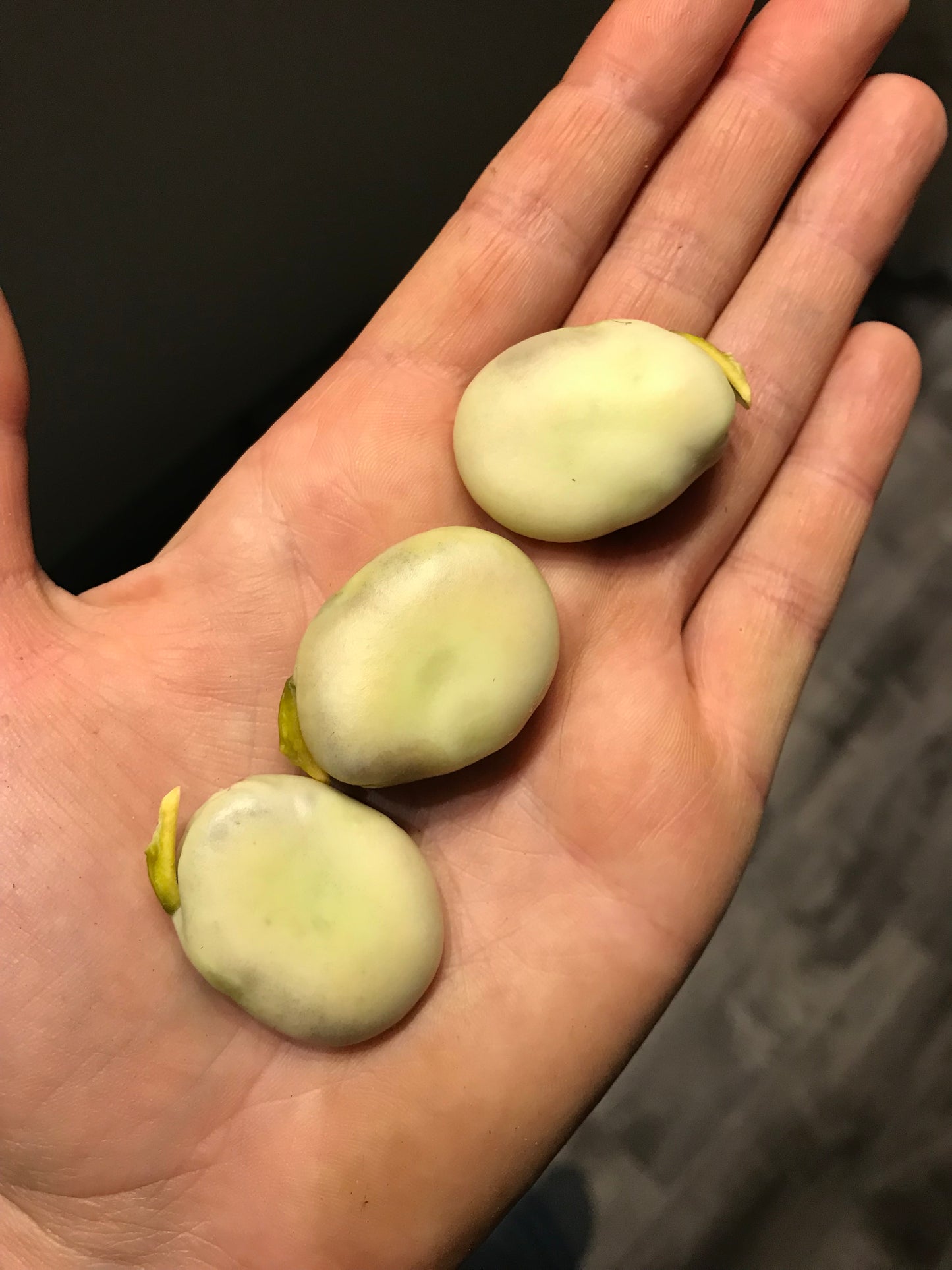Diversity Fava Bean Seeds - Vicia faba - Broad Bean Seeds