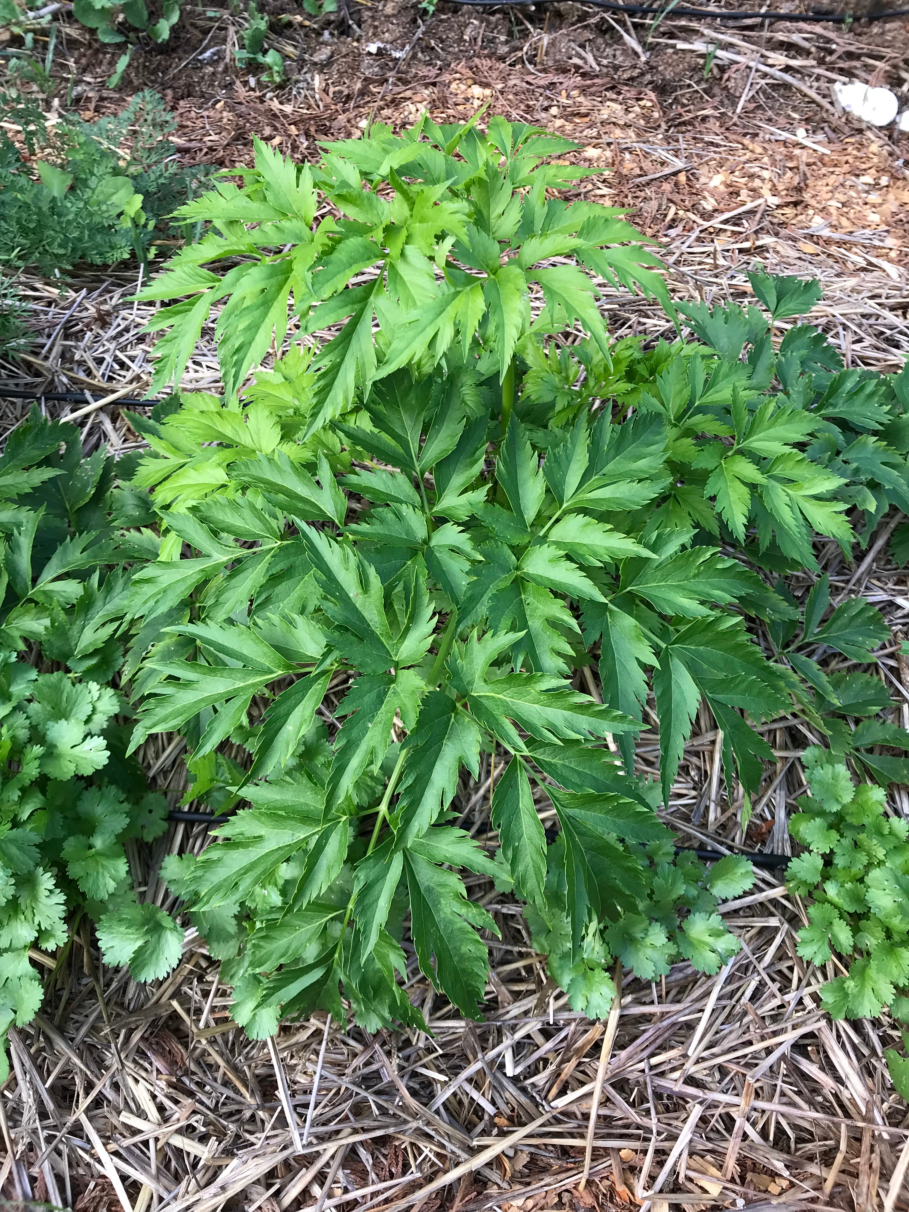 Seombadi Korean Celery Seeds - Dystaenia takesimana - Ulleung