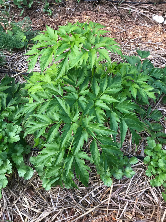 Seombadi Korean Celery Seeds - Dystaenia takesimana - Ulleung Giant Celery
