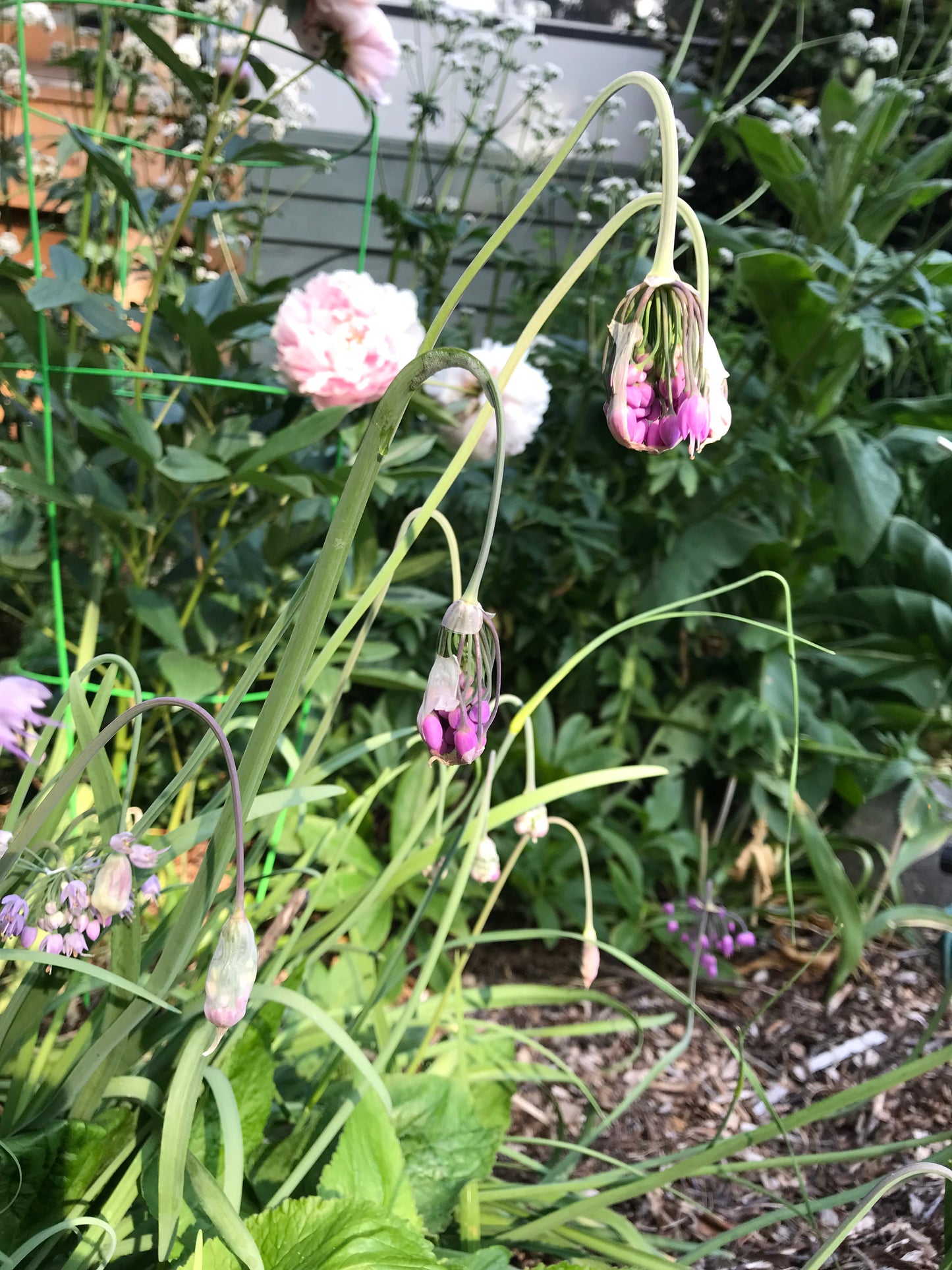 Nodding Onion Seeds - Allium cernuum - Qw'exwiyuts