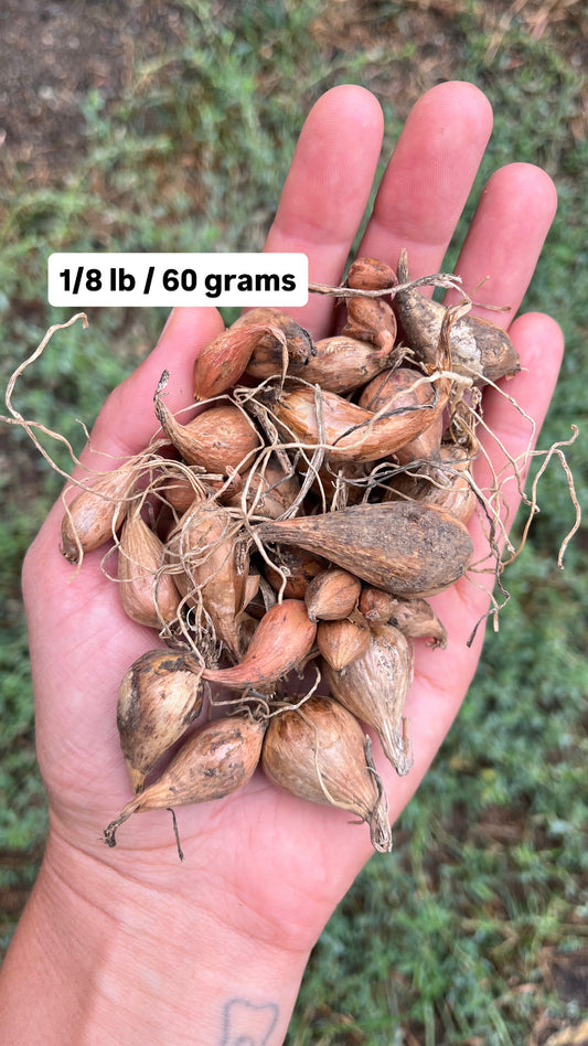 French Grey Shallot Bulbs - Allium oschaninii - Griselle