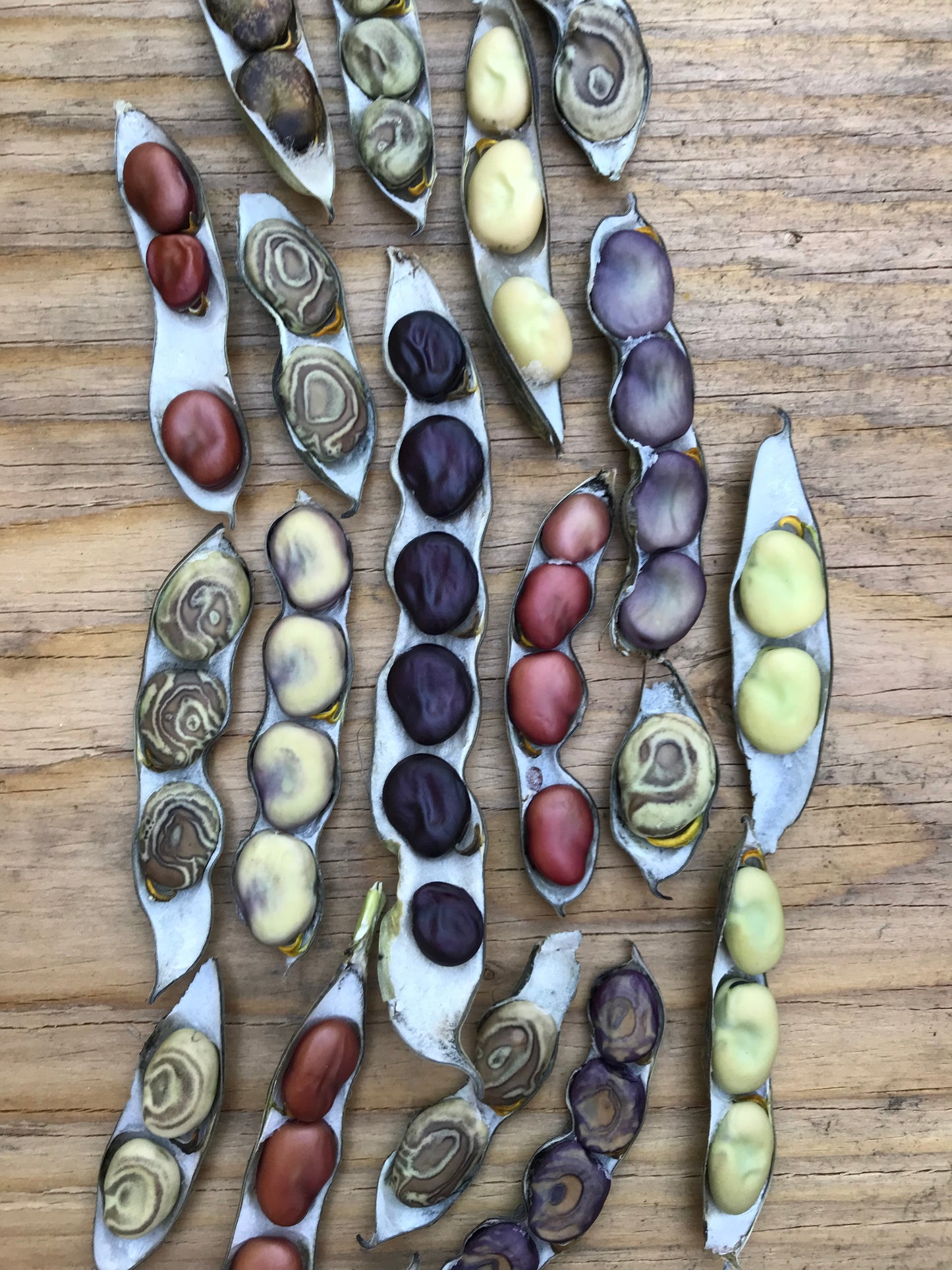 Diversity Fava Bean Seeds - Vicia faba - Broad Bean Seeds