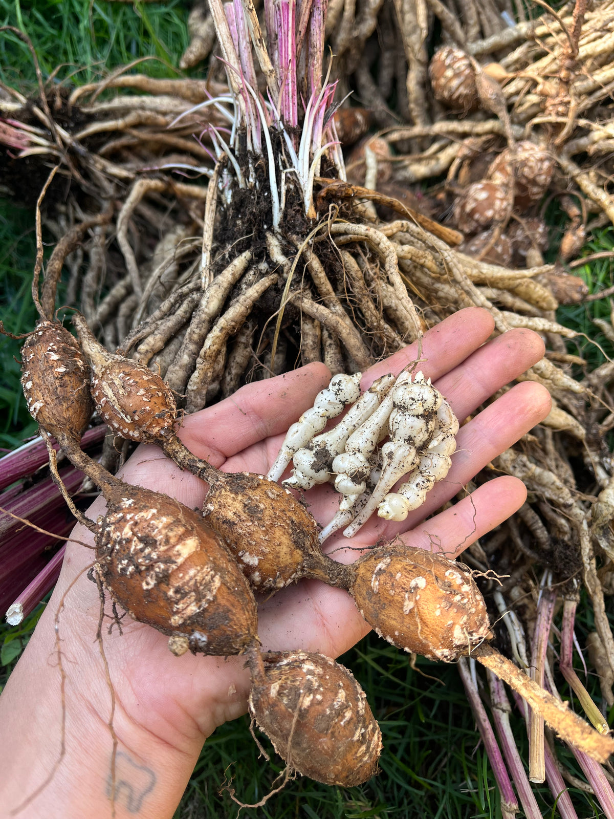 Groundnut Tubers - Apios americana - Hopniss, Potato Bean