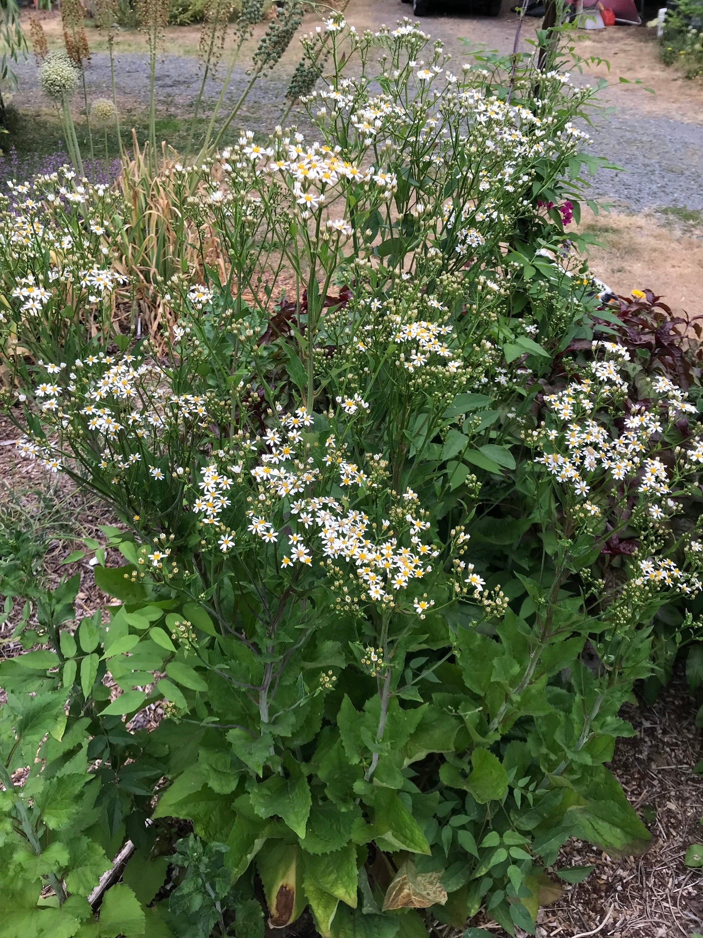 Chwinamul Seeds - Doellingeria scabra - Aster scaber, Korean Aster, Chamchwi, 취나물