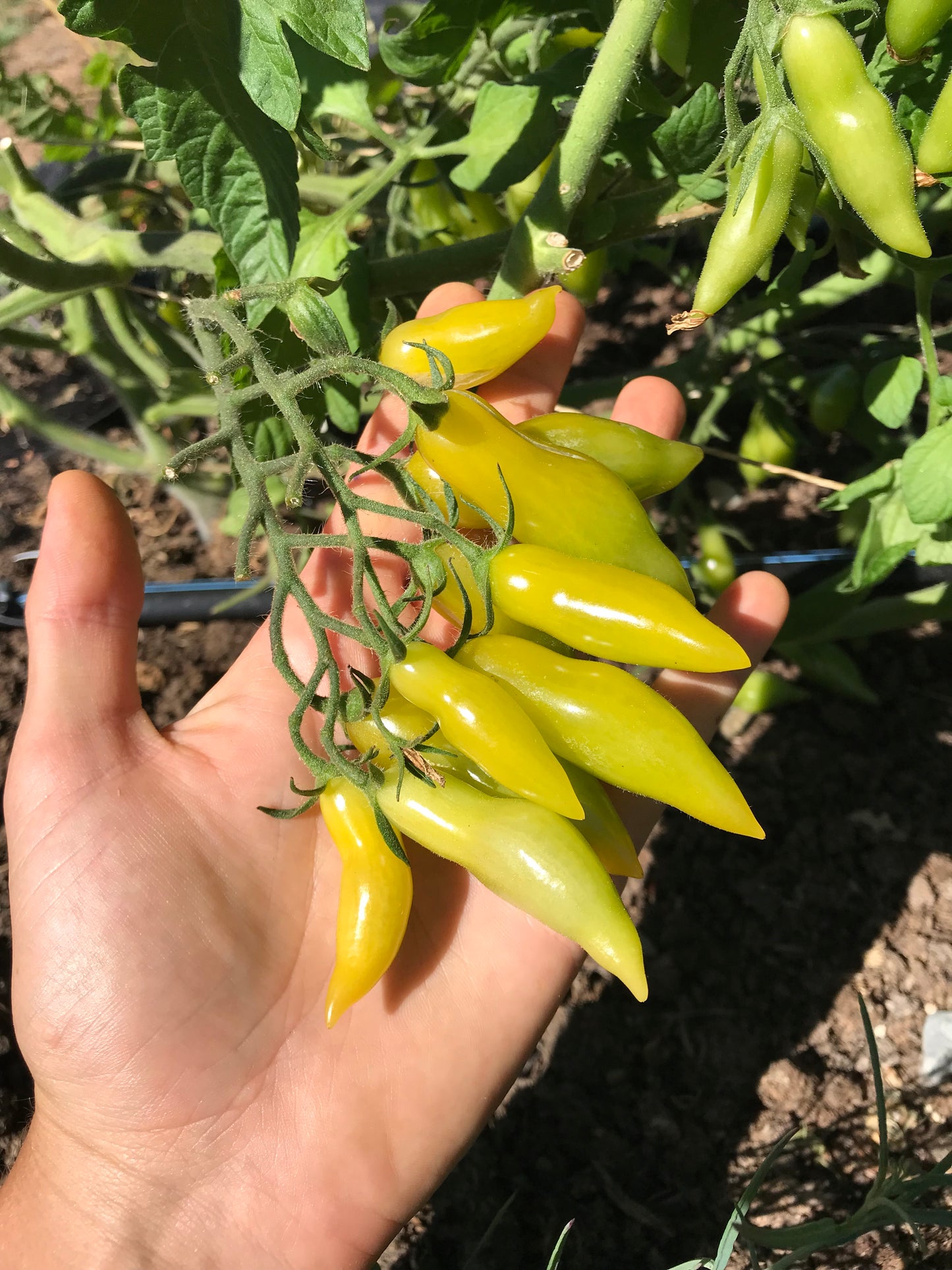 Venus of Willendorf Tomato Seeds - Solanum lycopersicum