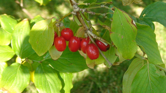 Cornelian Cherry Seeds - Cornus mas