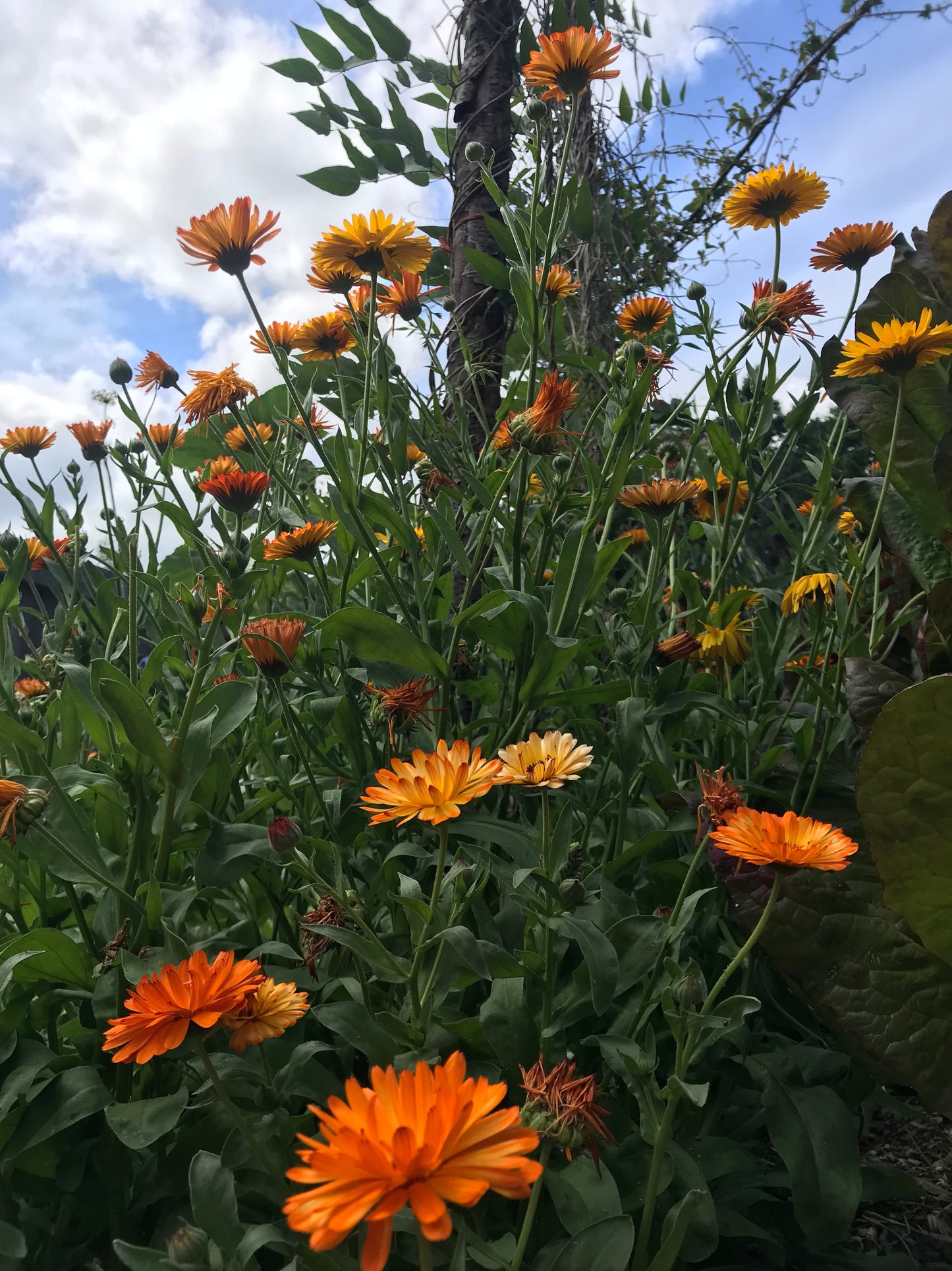 Flashback Calendula Seeds - Calendula officinalis