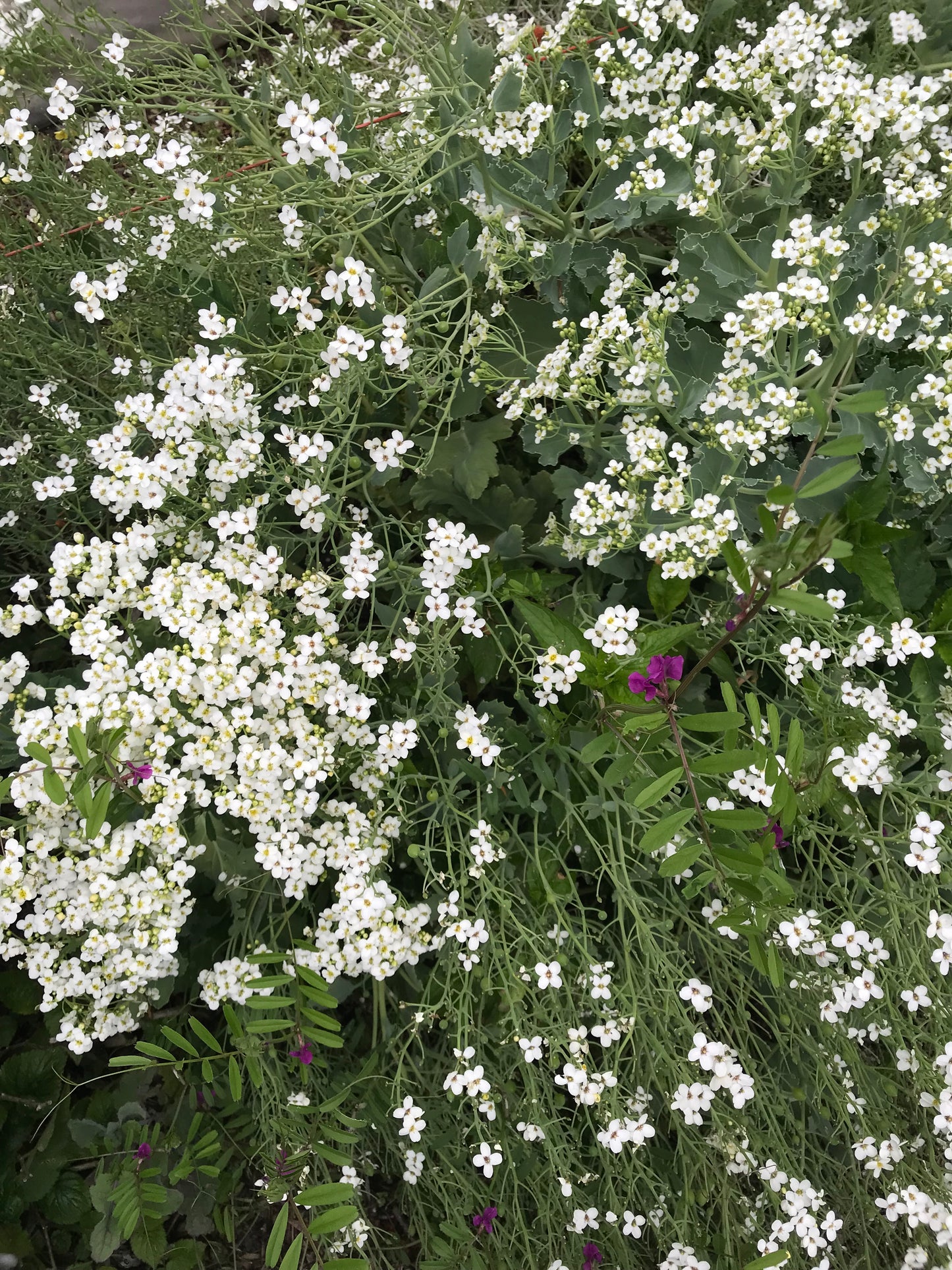 Sea Kale Mix Seeds - Crambe maritima