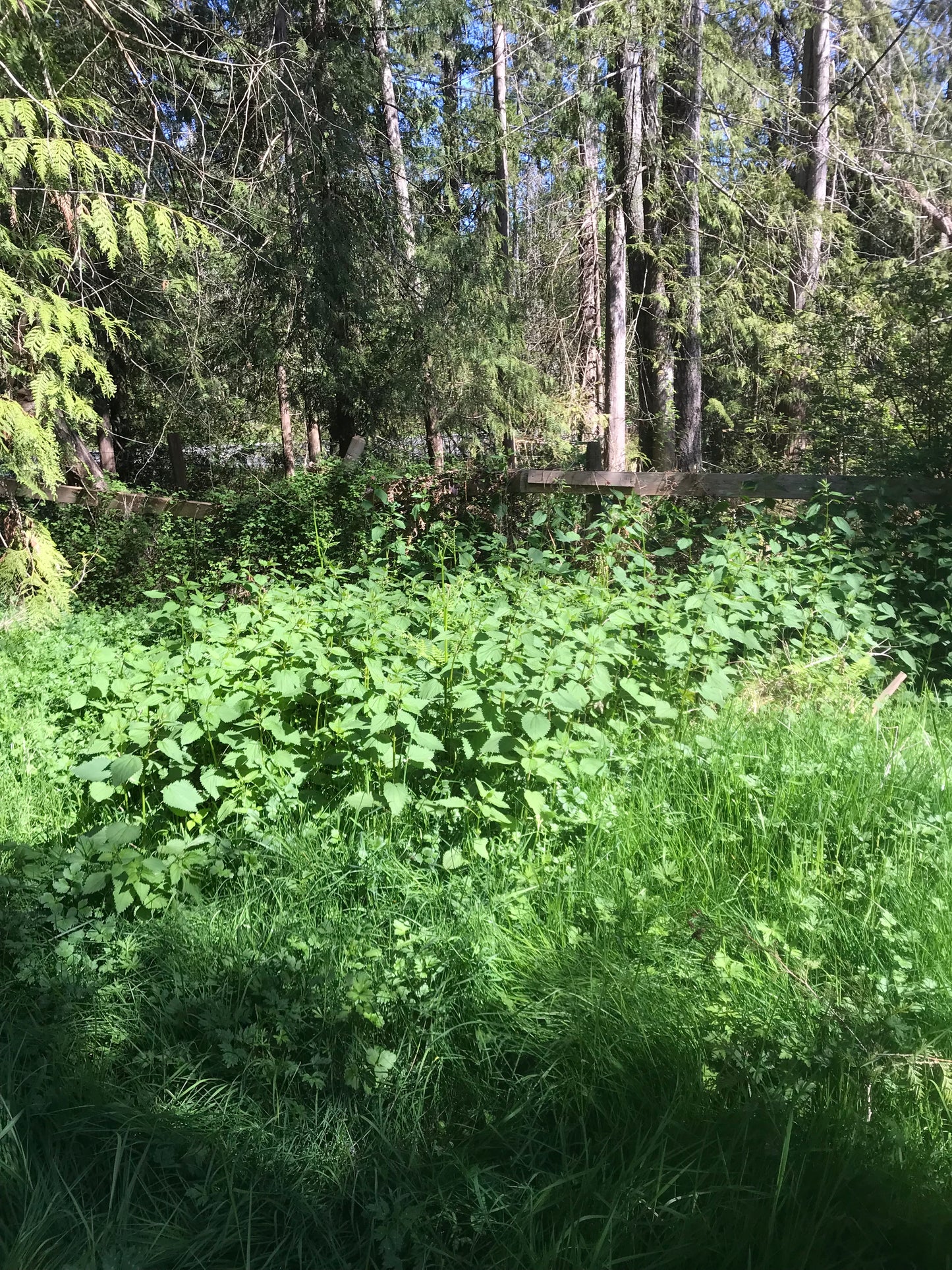 Stinging Nettle Seeds - Urtica dioica - Common Nettle, tth’uxtth’ux