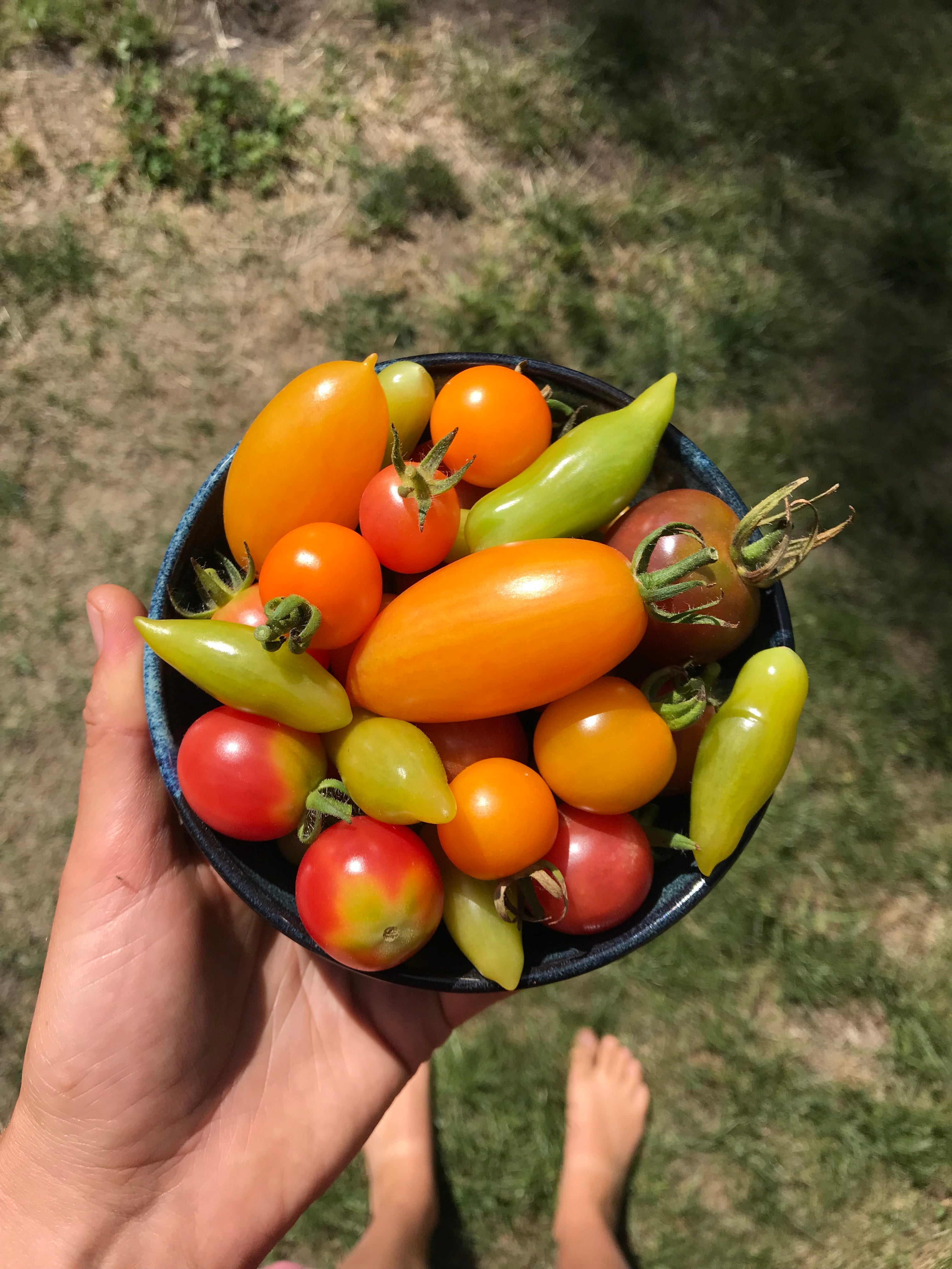 トイガン TOMATO Venus of Willendorf Tomato Seeds - Solanum lycopersicum – Cicada Seeds