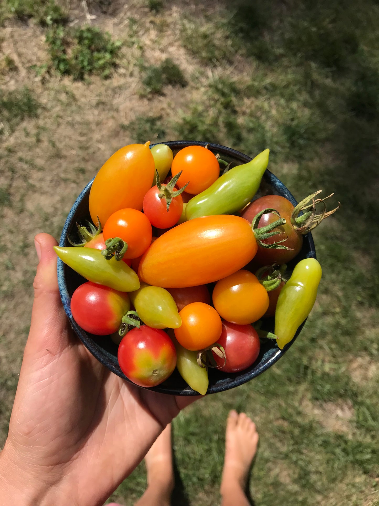 Venus of Willendorf Tomato Seeds - Solanum lycopersicum