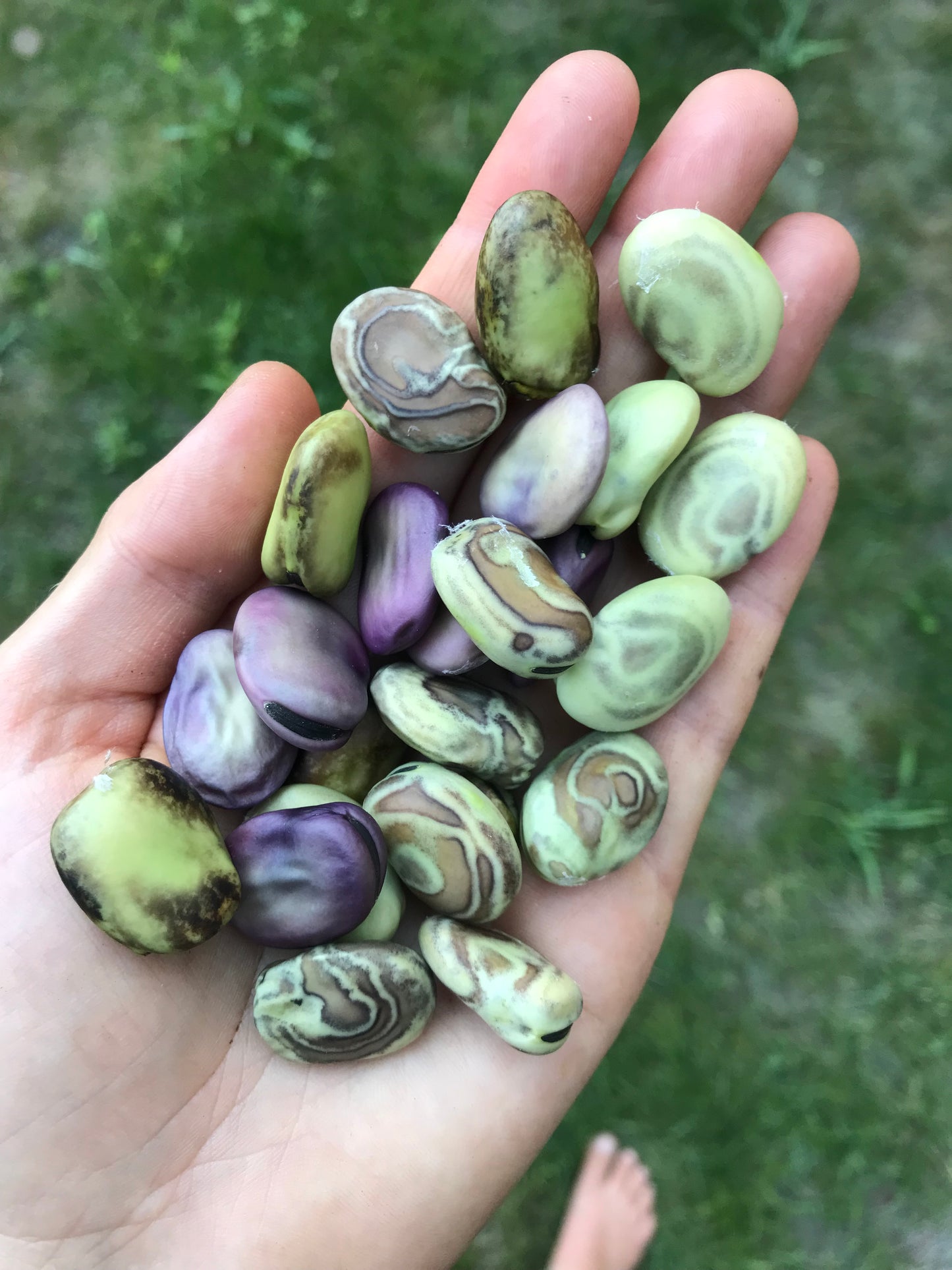 Diversity Fava Bean Seeds - Vicia faba - Broad Bean Seeds