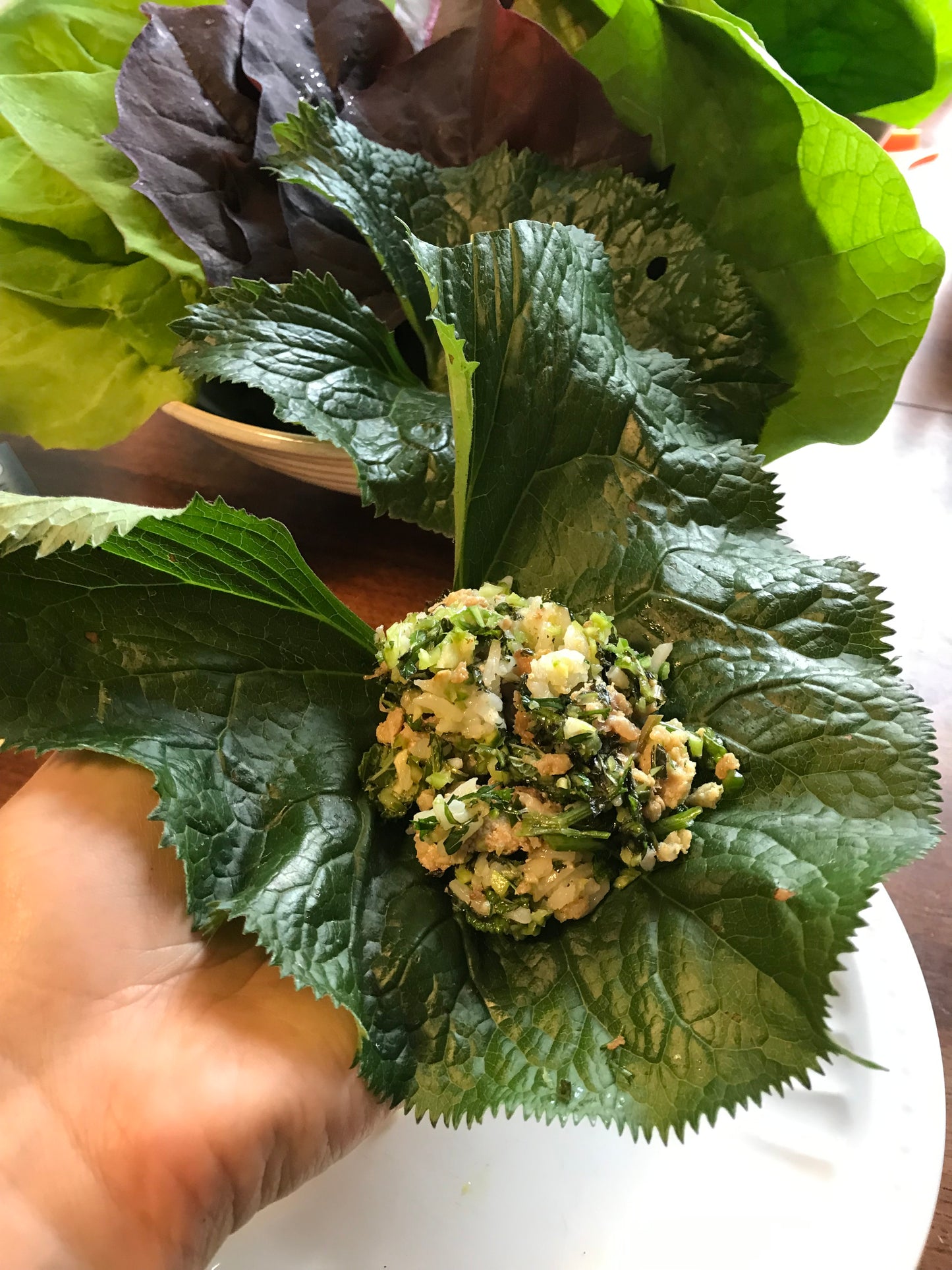 Gomchwi - Ligularia fischeri - Fischer's Ragwort, Fischer's Leopard Plant, Gomchee, Gom Chwi, 곰취