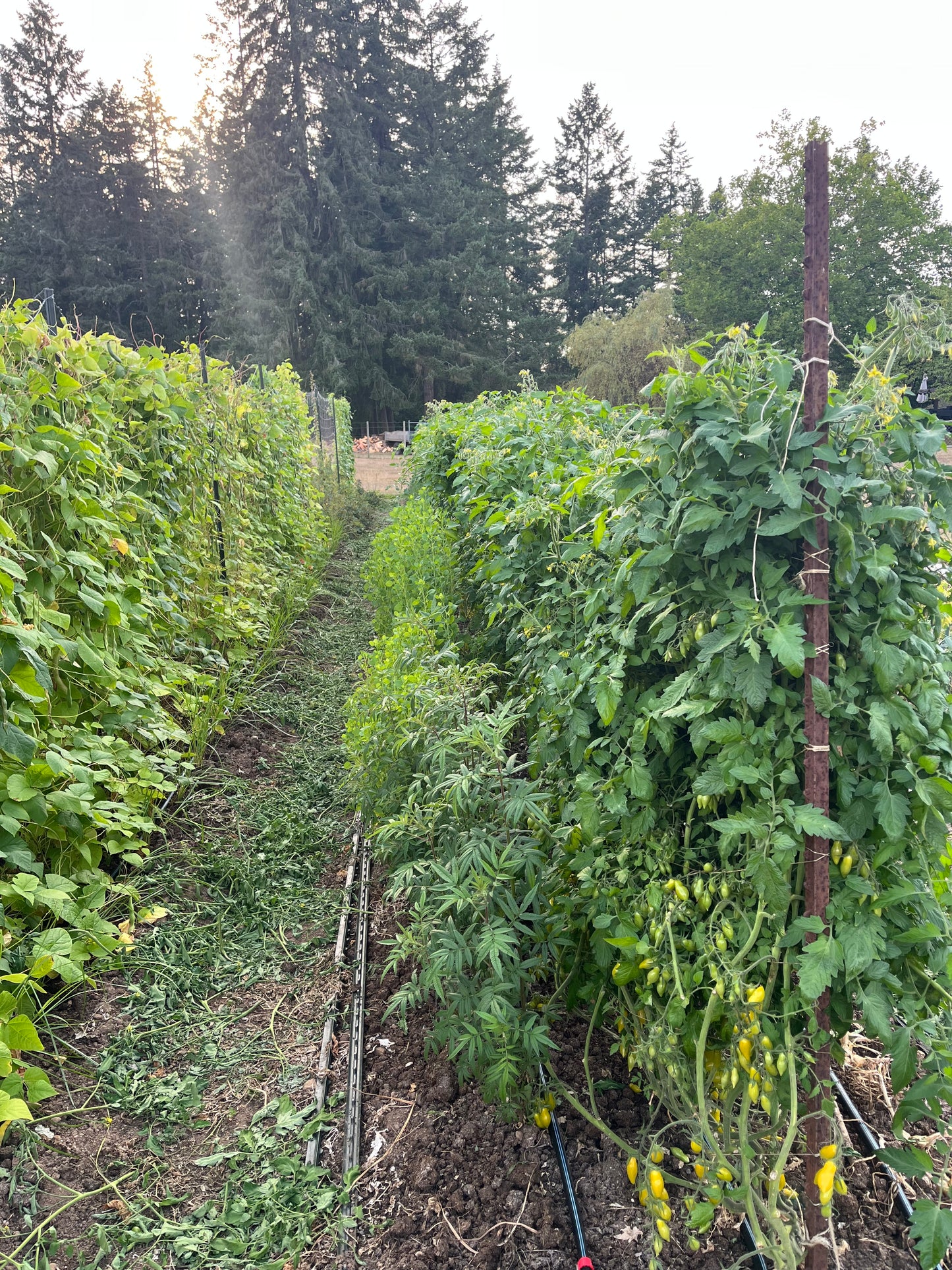 Venus of Willendorf Tomato Seeds - Solanum lycopersicum
