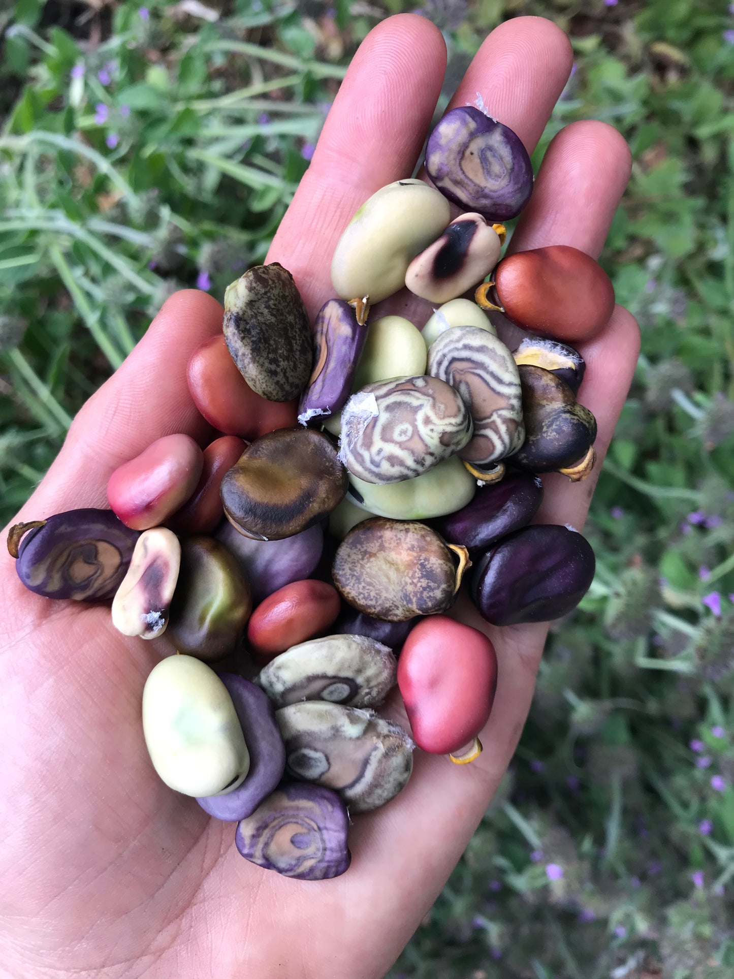 Diversity Fava Bean Seeds - Vicia faba - Broad Bean Seeds
