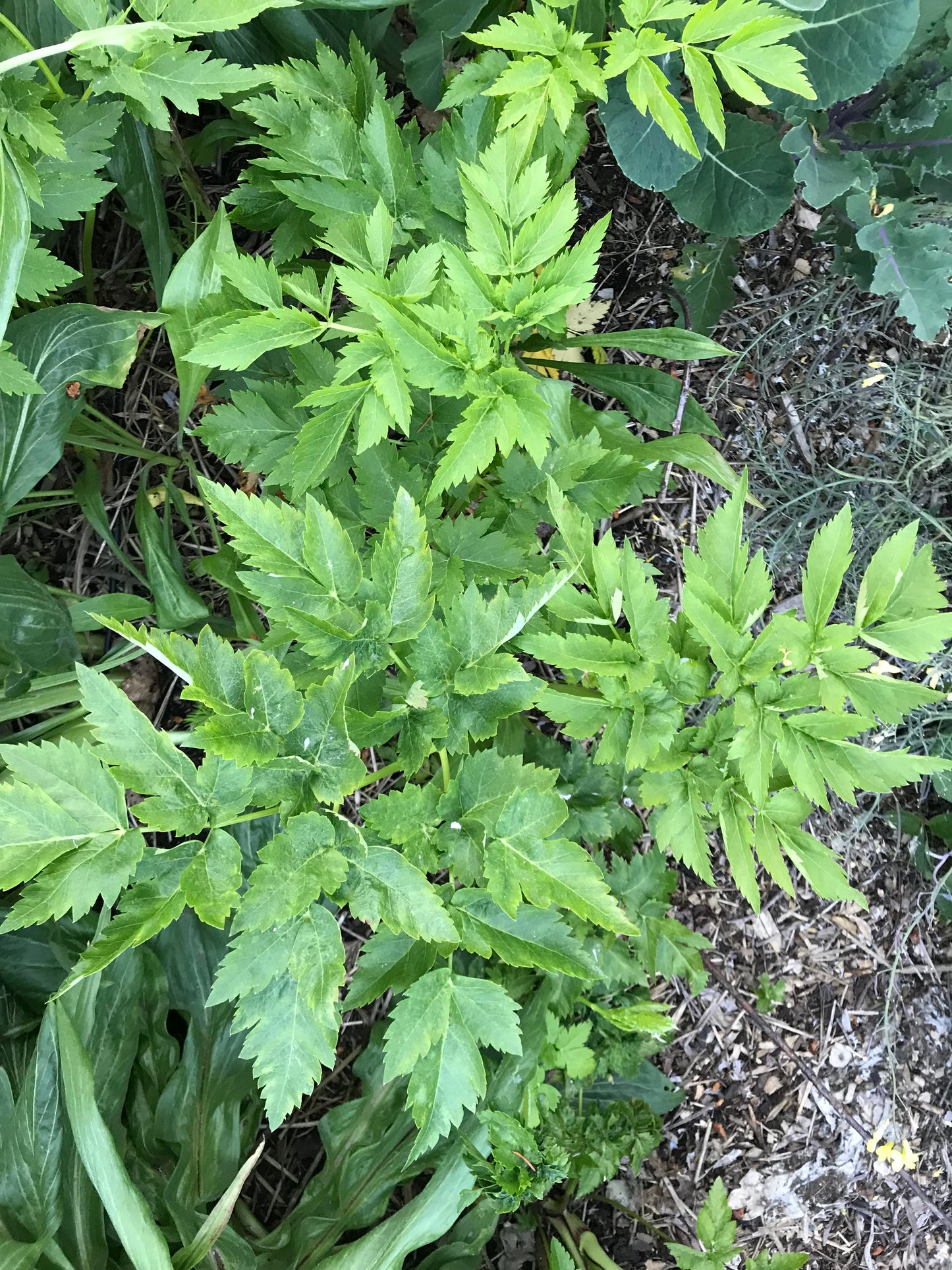 Seombadi Korean Celery Seeds - Dystaenia takesimana - Ulleung Giant Celery