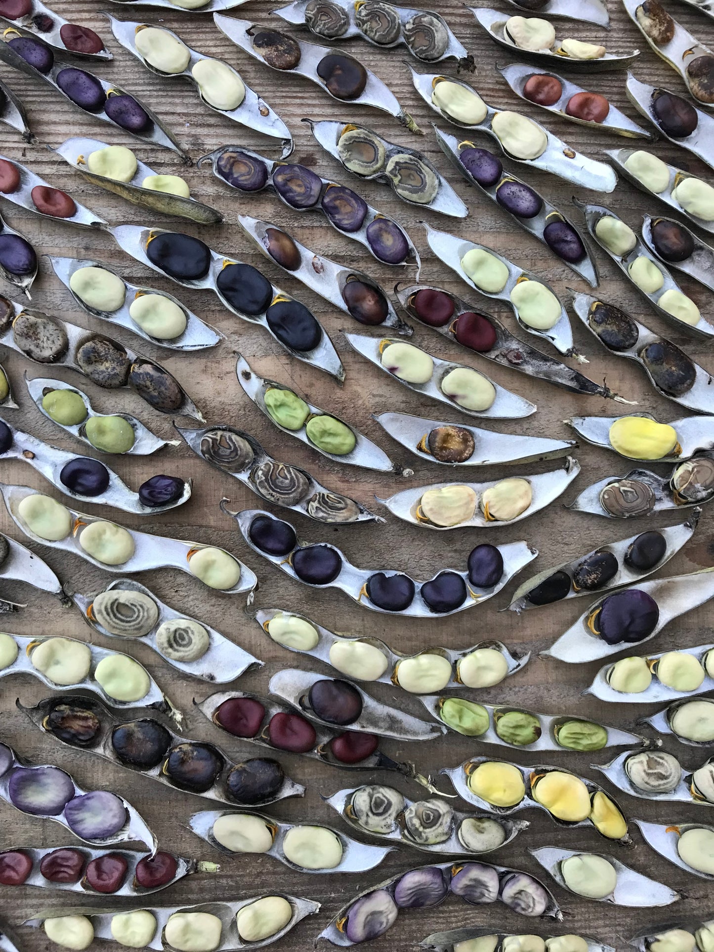 Diversity Fava Bean Seeds - Vicia faba - Broad Bean Seeds