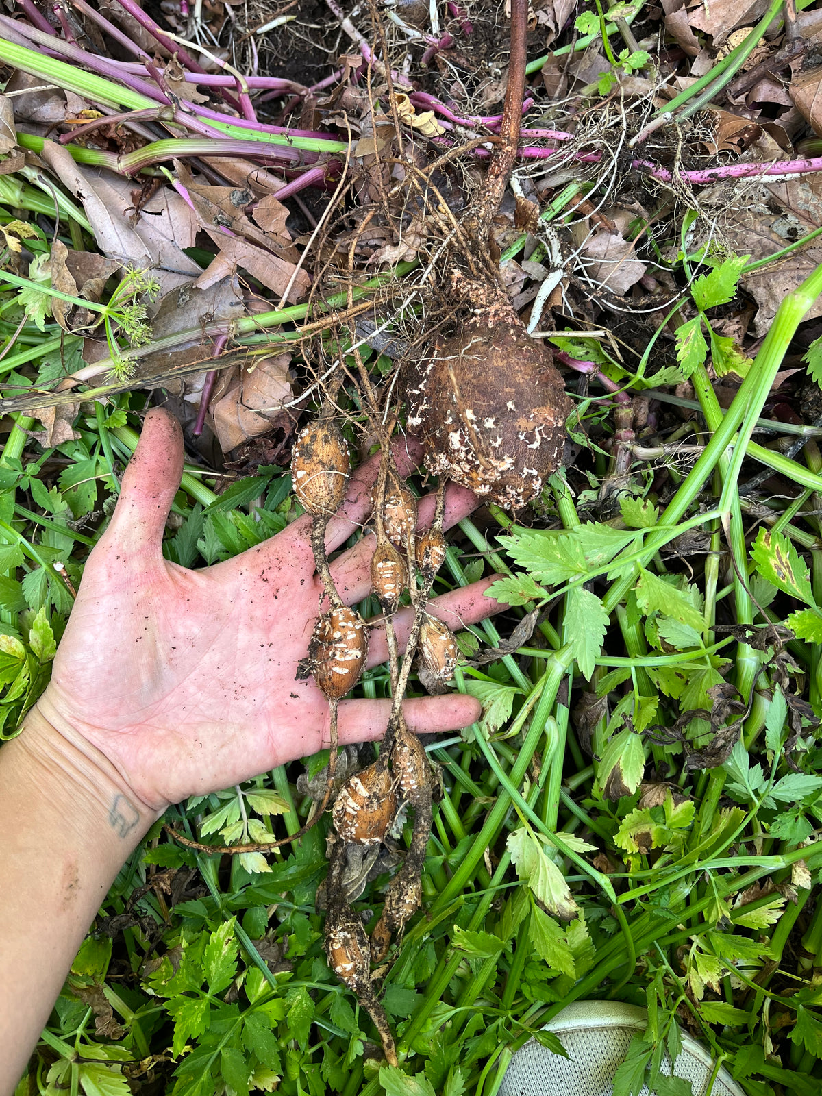 Groundnut Tubers - Apios americana - Hopniss, Potato Bean