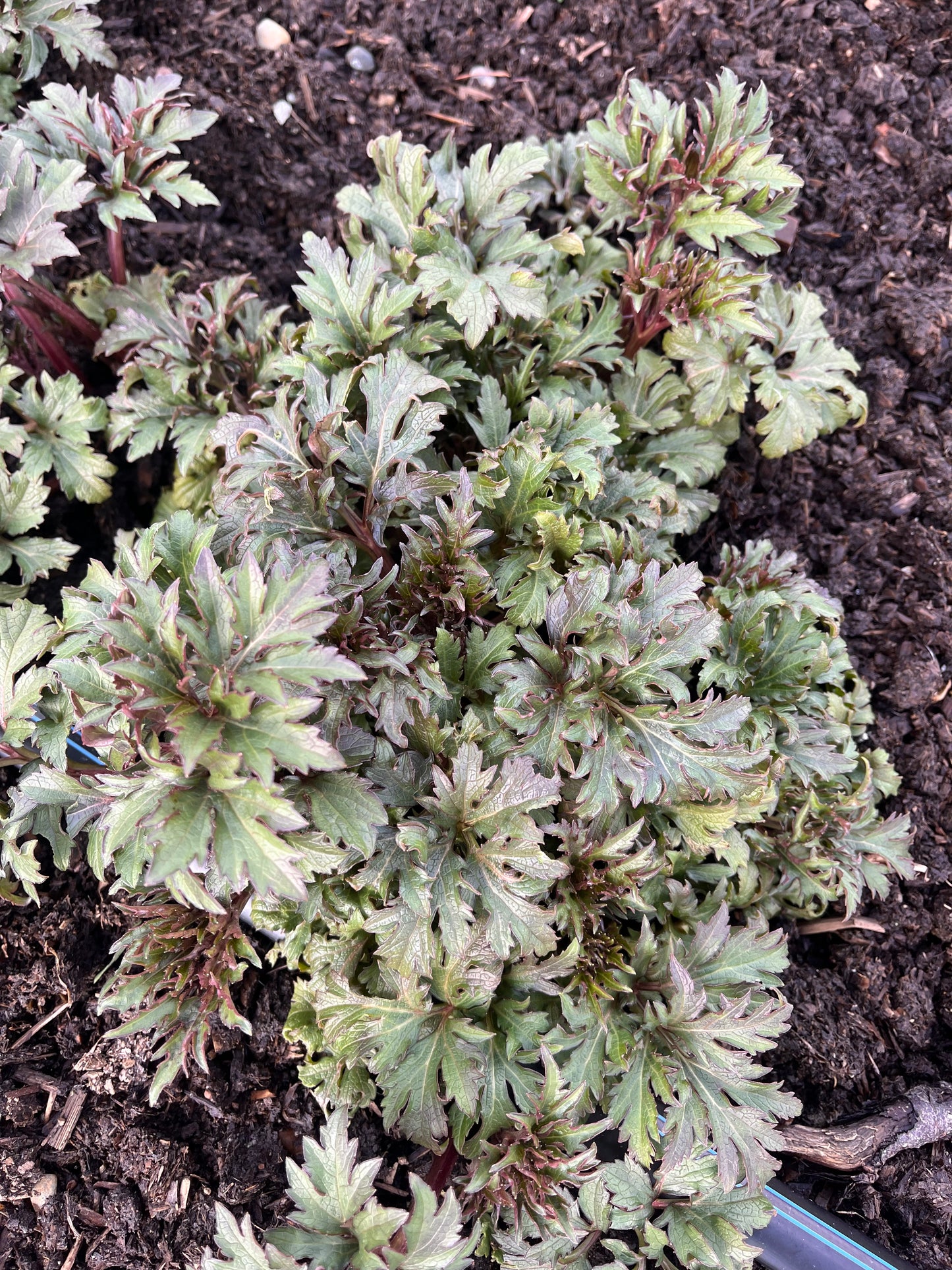 Sochan Seeds - Rudbeckia laciniata - Cutleaf Coneflower, Green headed Coneflower, Wild Goldenglow, Sochani, 삼잎국화