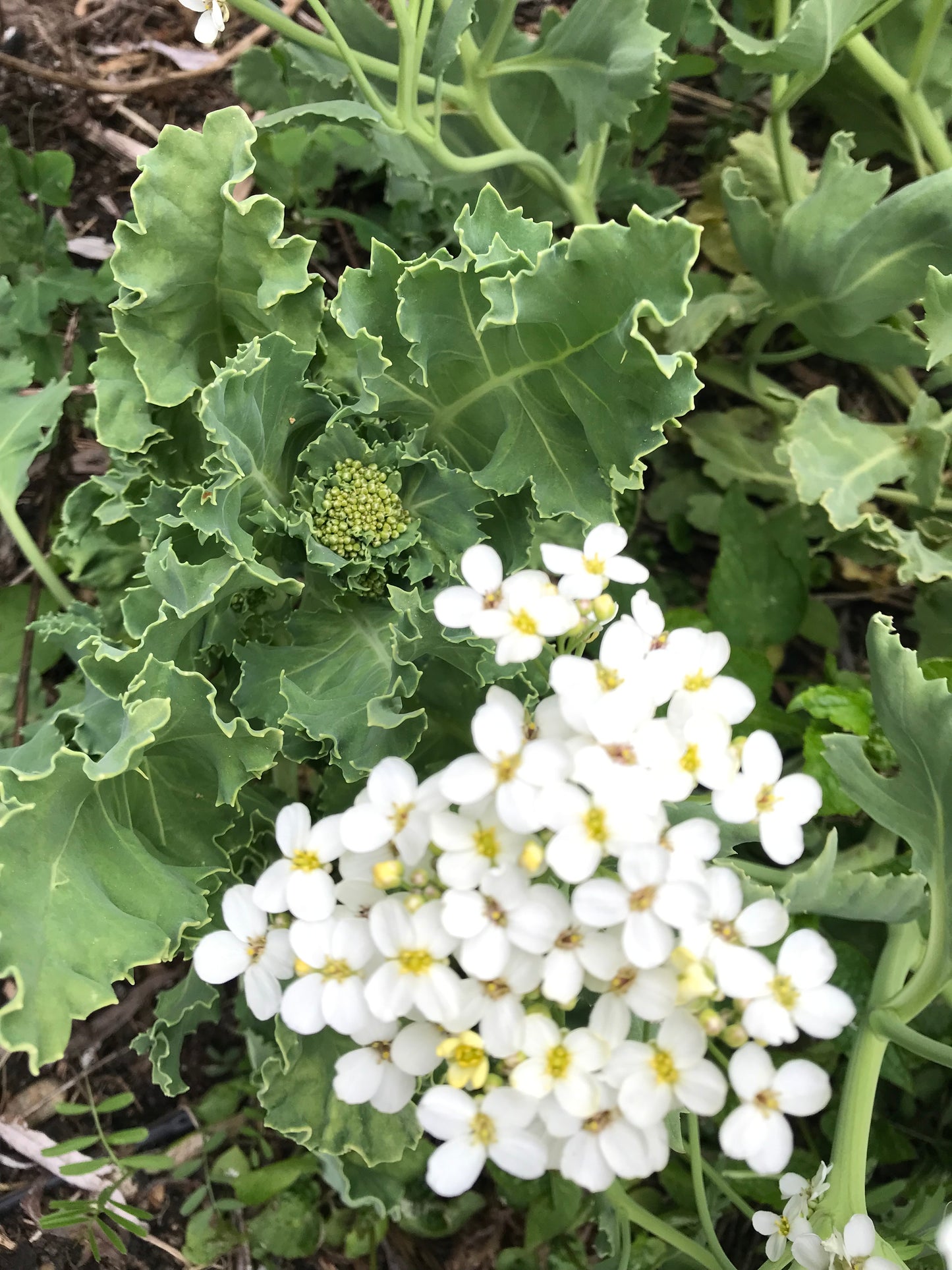 Sea Kale Mix Seeds - Crambe maritima