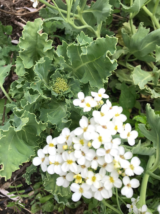 Sea Kale Mix Seeds - Crambe maritima