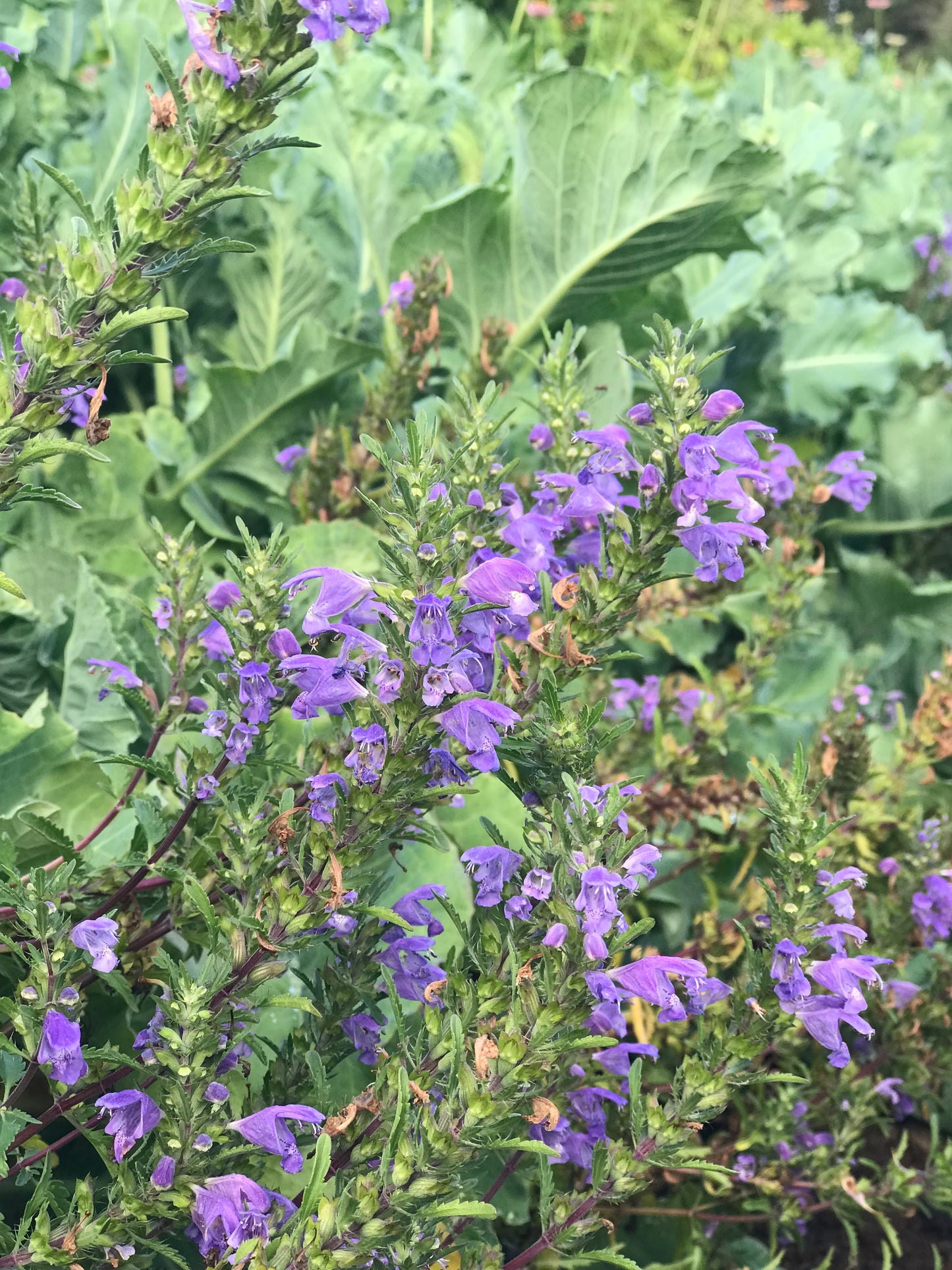 Moldavian Balm Seeds - Dracocephalum moldavica - Moldavian Dragonhead