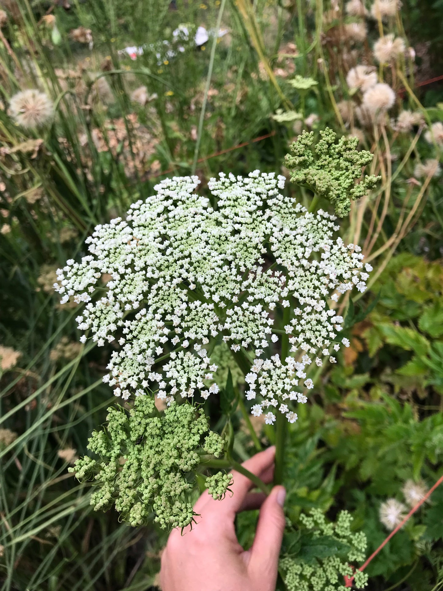 Seombadi Korean Celery Seeds - Dystaenia takesimana - Ulleung Giant Celery