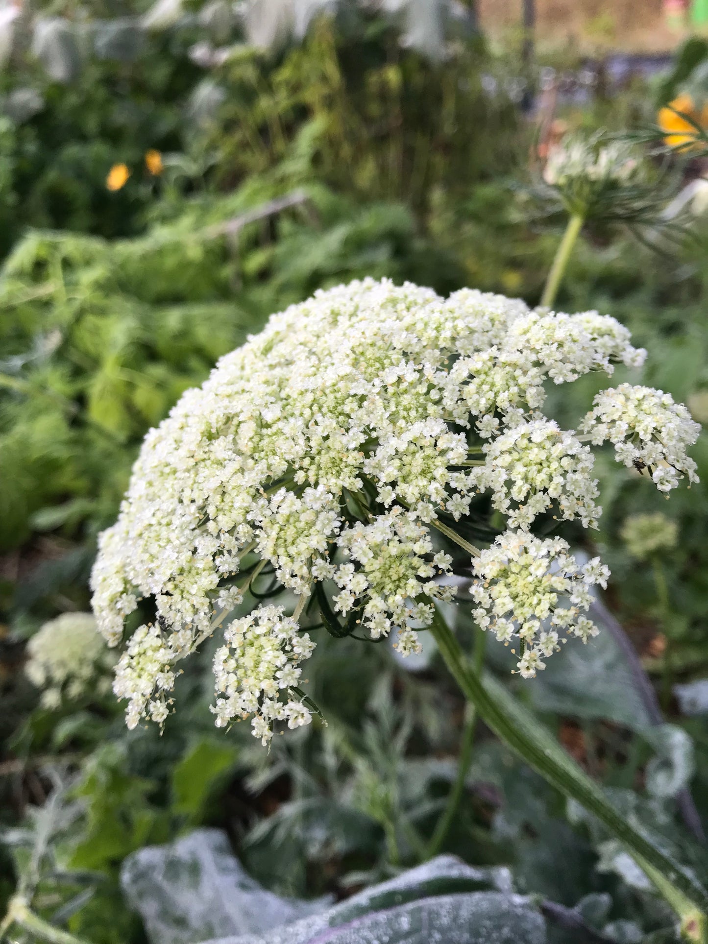 Seombadi Korean Celery Seeds - Dystaenia takesimana - Ulleung Giant Celery