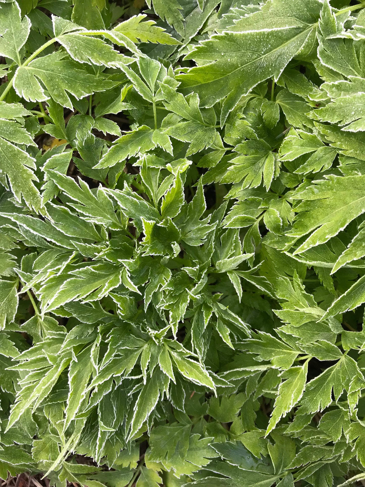 Seombadi Korean Celery Seeds - Dystaenia takesimana - Ulleung Giant Celery