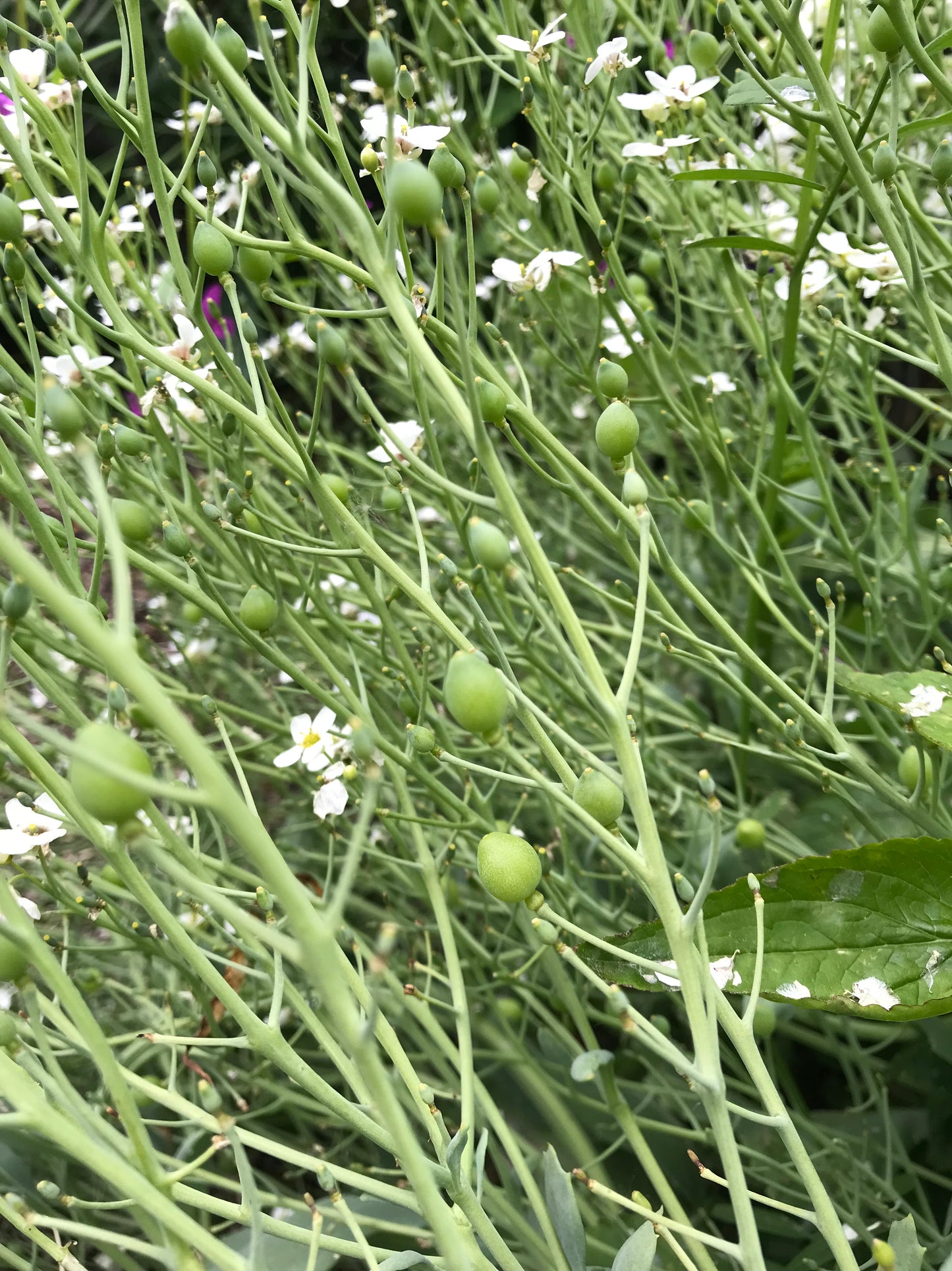 Sea Kale Mix Seeds - Crambe maritima