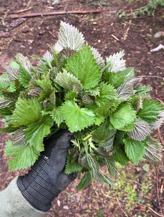 Stinging Nettle Seeds - Urtica dioica - Common Nettle, tth’uxtth’ux