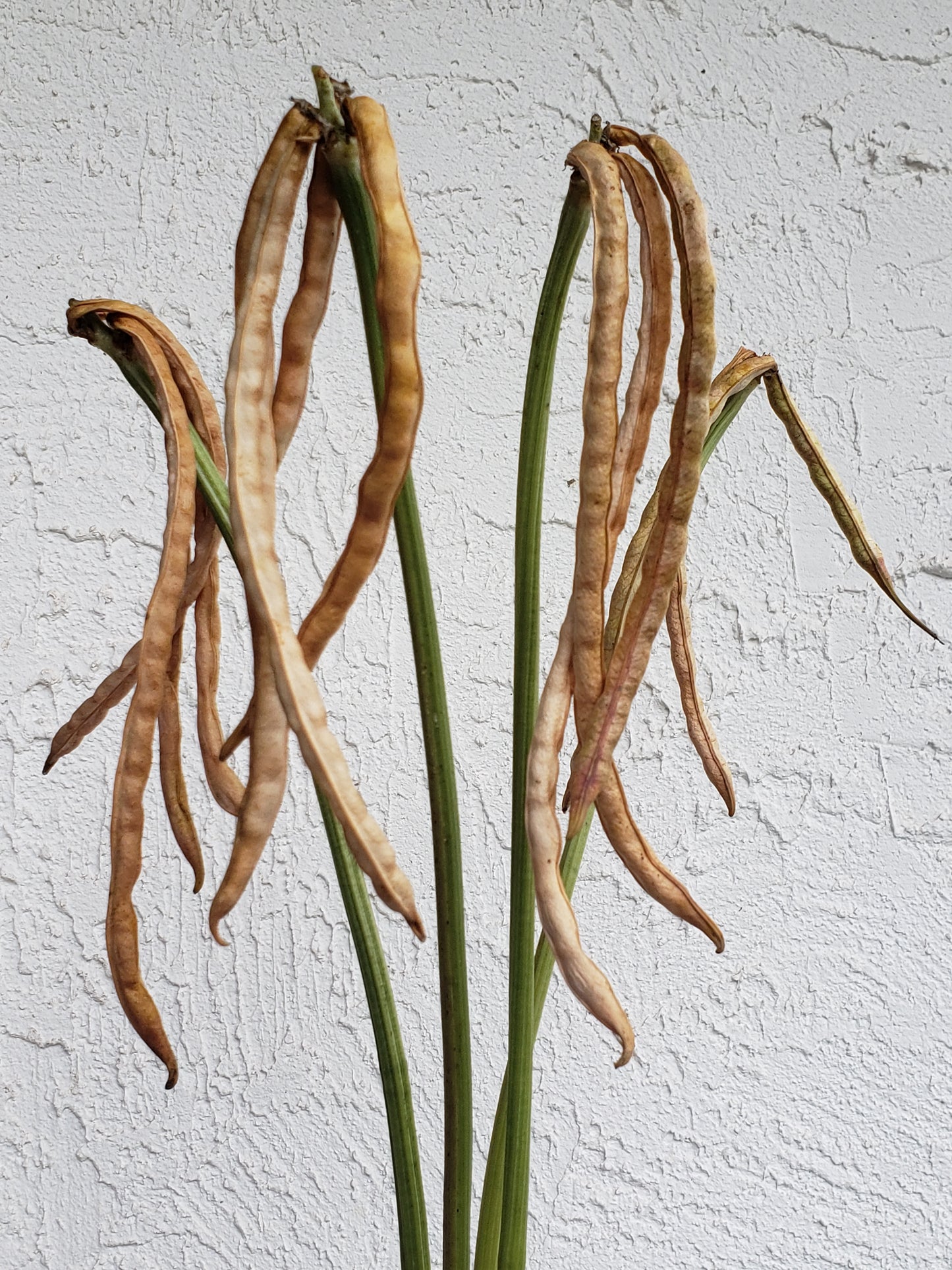 Fast Lady Northern Southern Cow Pea Seeds - Vigna unguiculata