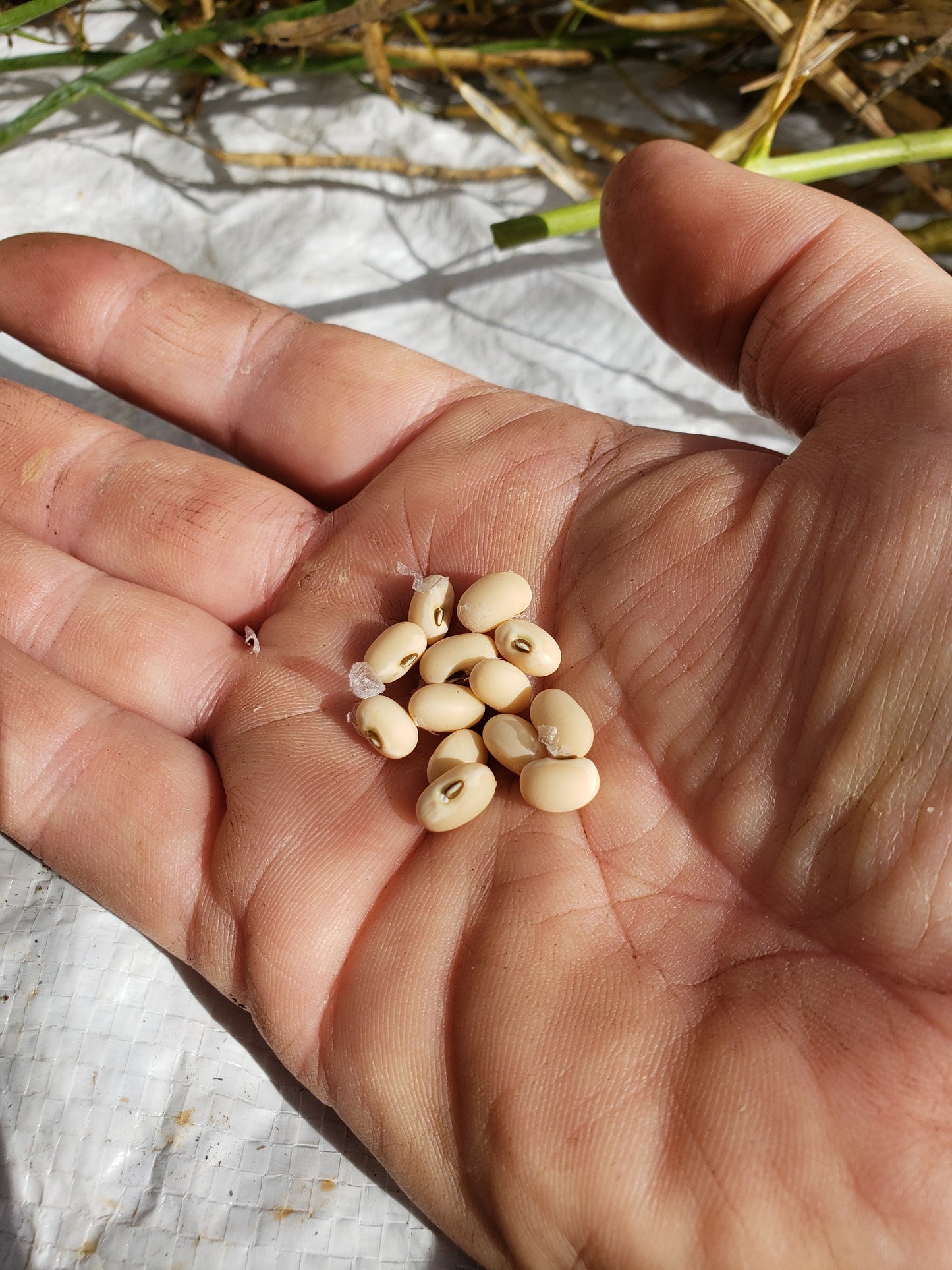 Fast Lady Northern Southern Cow Pea Seeds - Vigna unguiculata