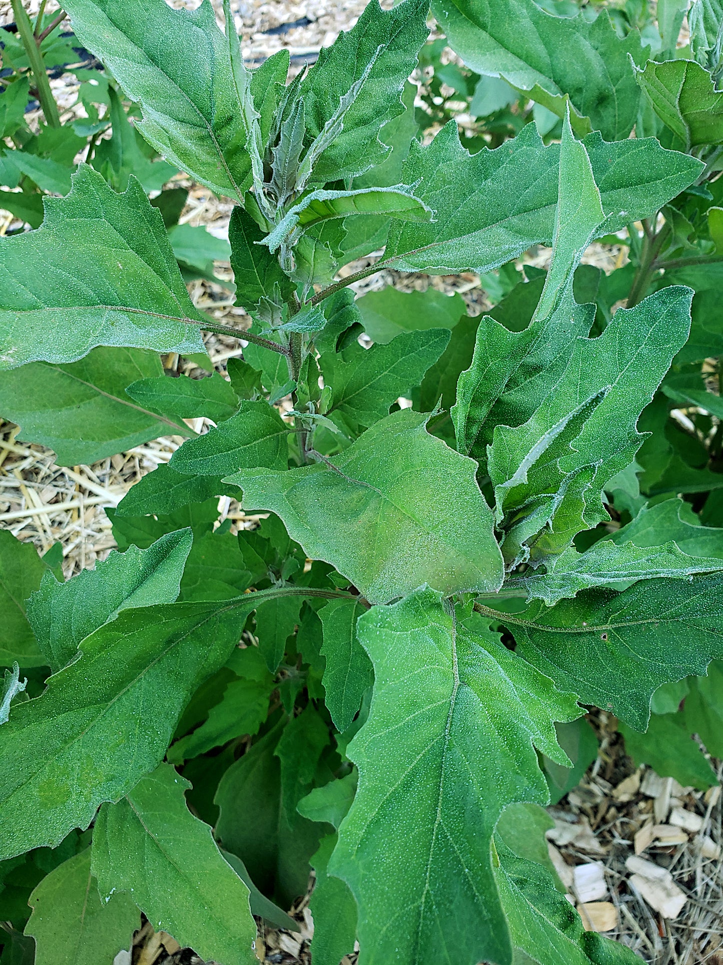 Huazontle Seeds - Chenopodium nuttalliae - Aztec Spinach
