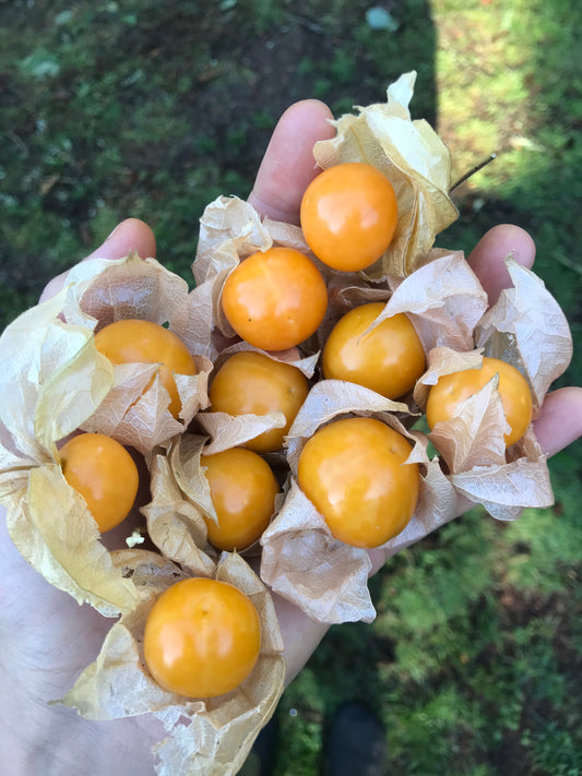 Giant Cape Gooseberry Mix Seeds - Physalis peruviana - Inca Berry, Goldenberry, Northern Pineapple