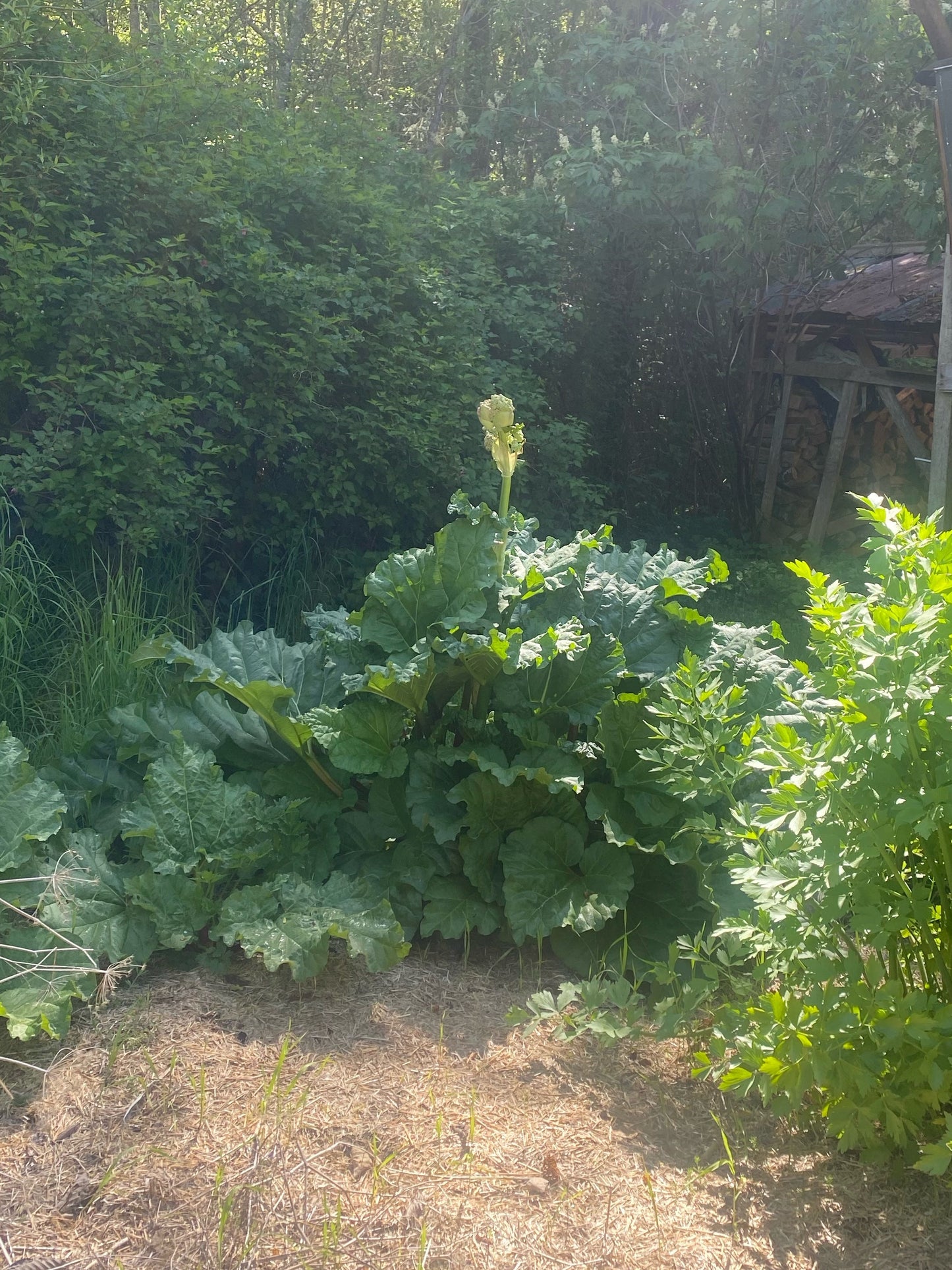 Wilson Creek Rhubarb Seeds - Rheum rhabarbarum