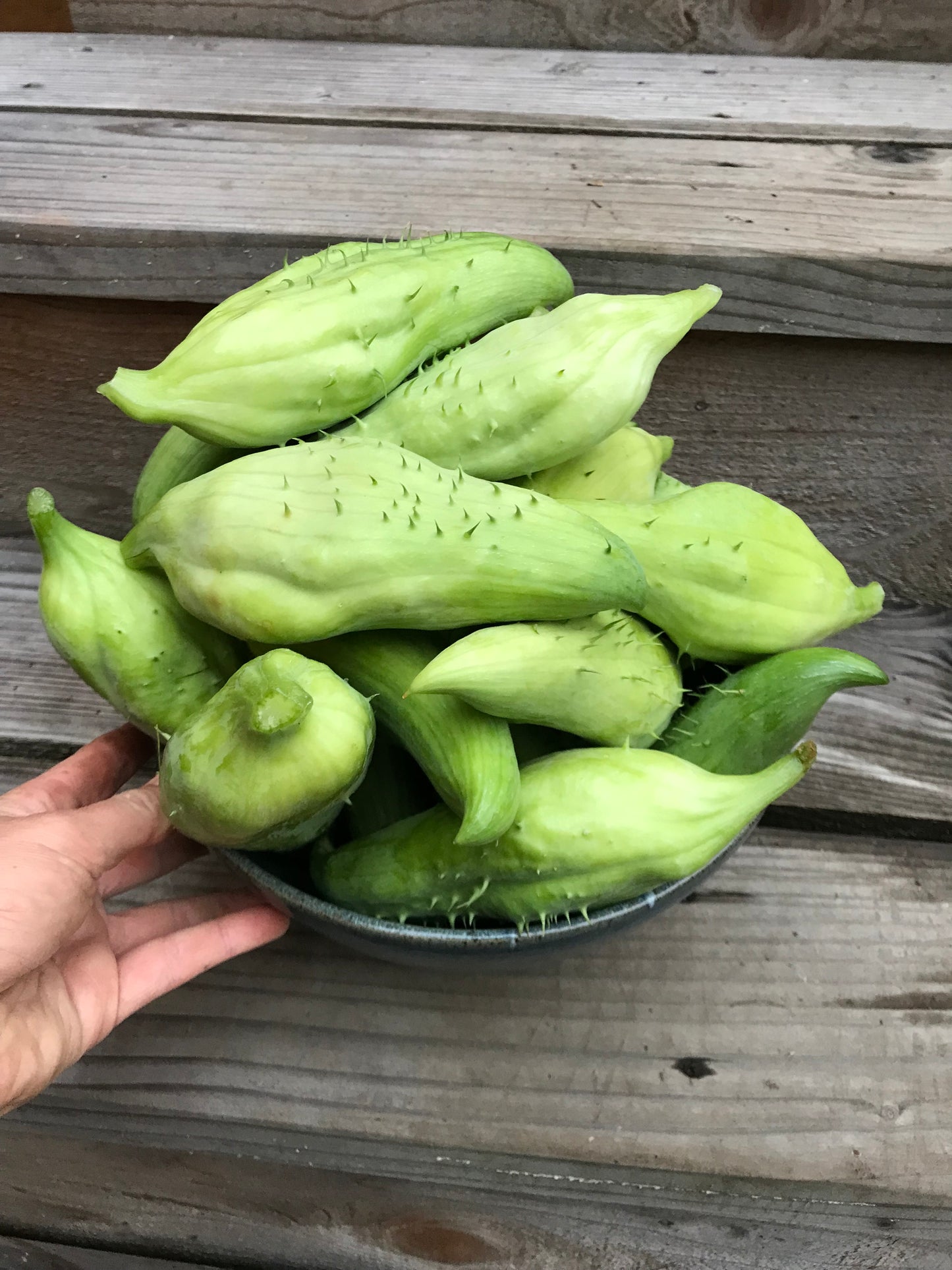 Giant Achocha Seeds - Cyclanthera pedata - Caigua