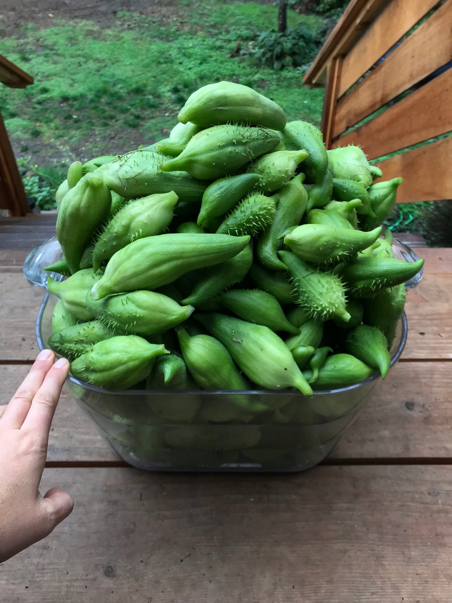 Giant Achocha Seeds - Cyclanthera pedata - Caigua