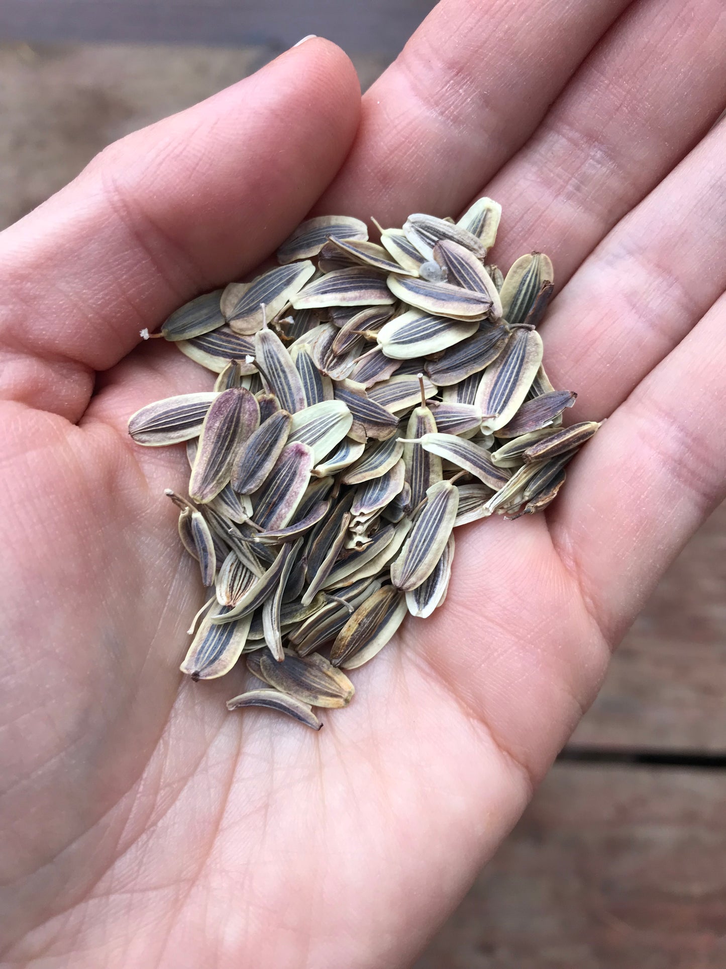 Barestem Desert Parsley Seeds - Lomatium nudicaule - ḴEXMIN, q’uxmin, Barestem Biscuitroot