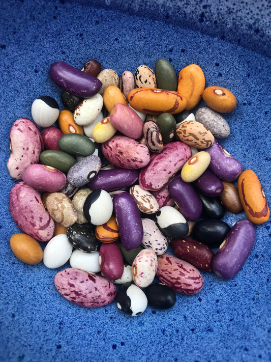 Rainbow Bush Bean Mix Seeds - Phaseolus vulgaris