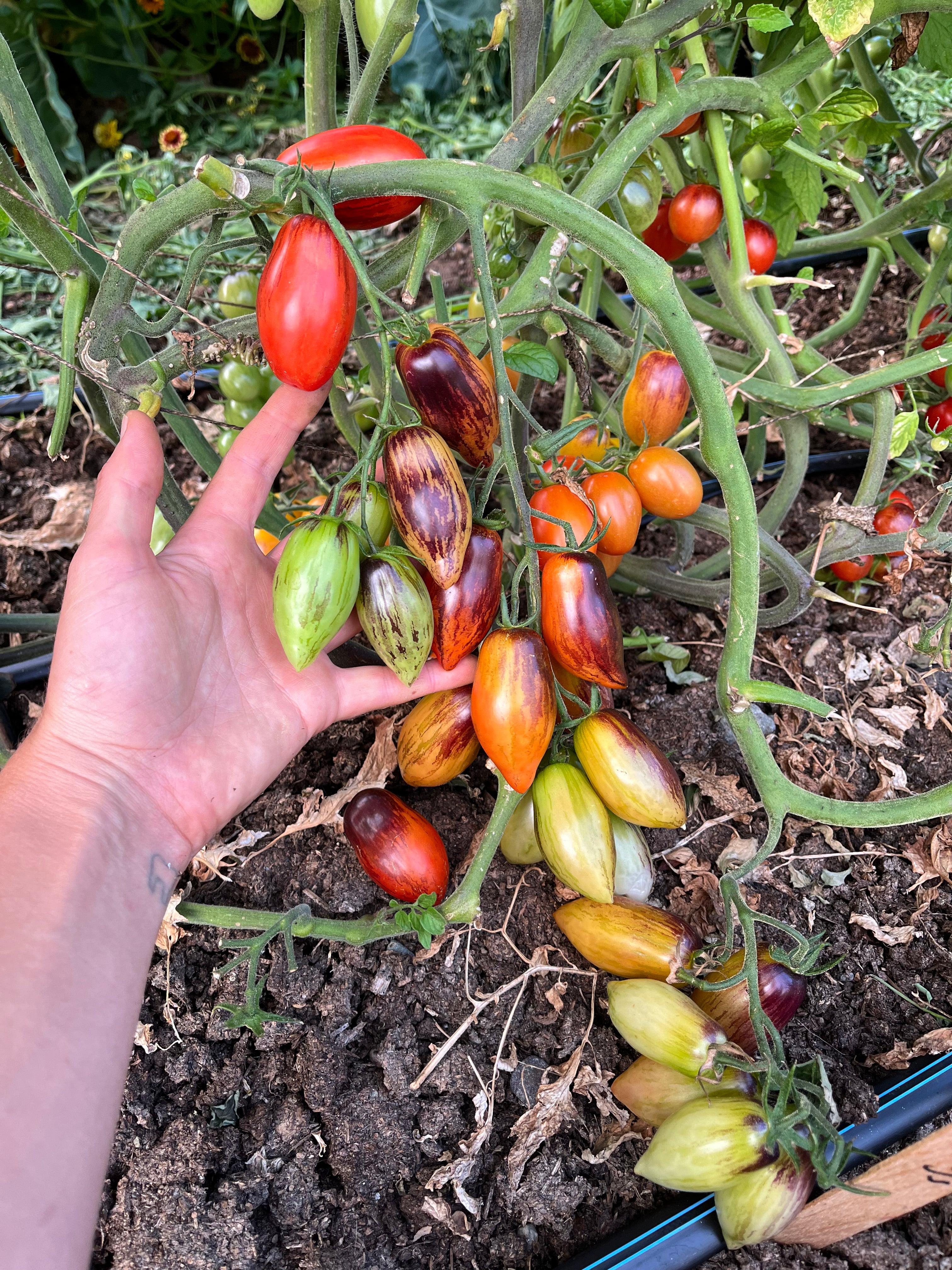Jewelry Box Tomato Mix Seeds - Solanum lycopersicum – Cicada Seeds